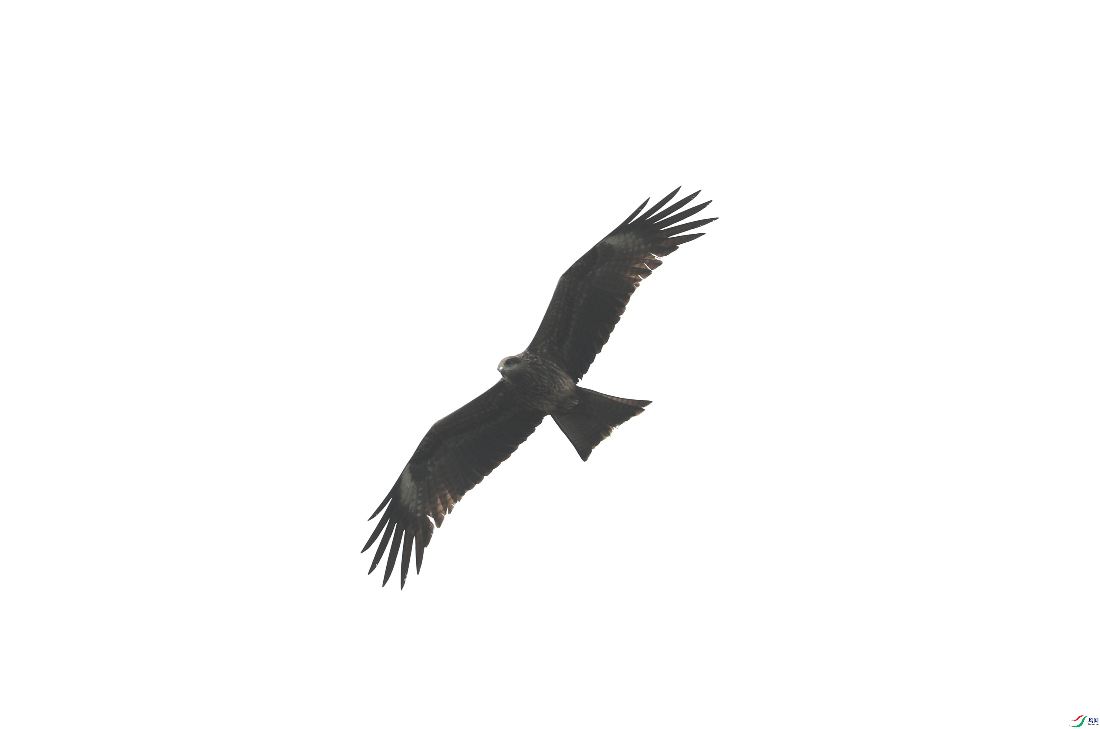 BL7A9408.JPG