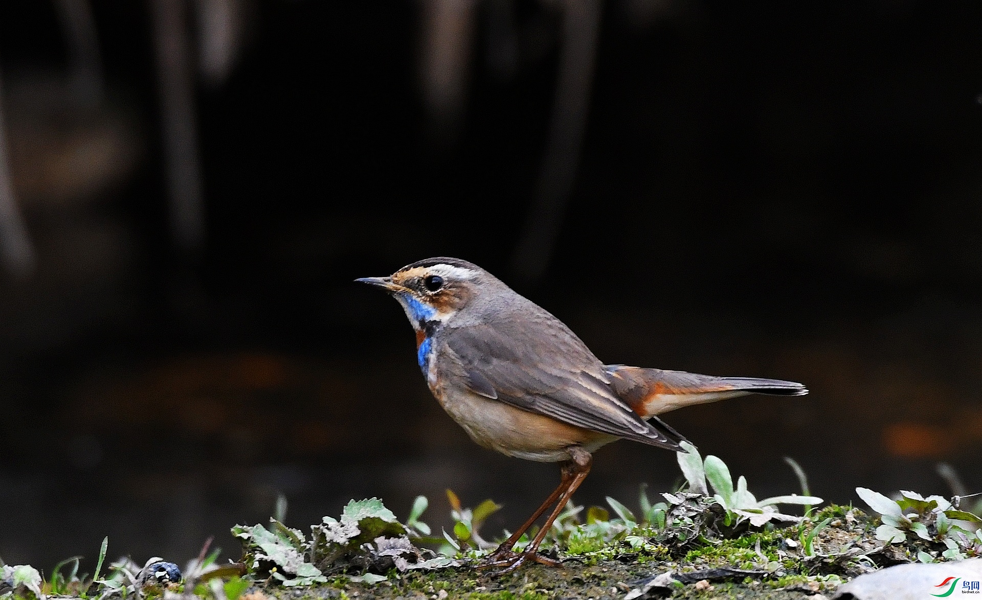 DSC_4379.jpg