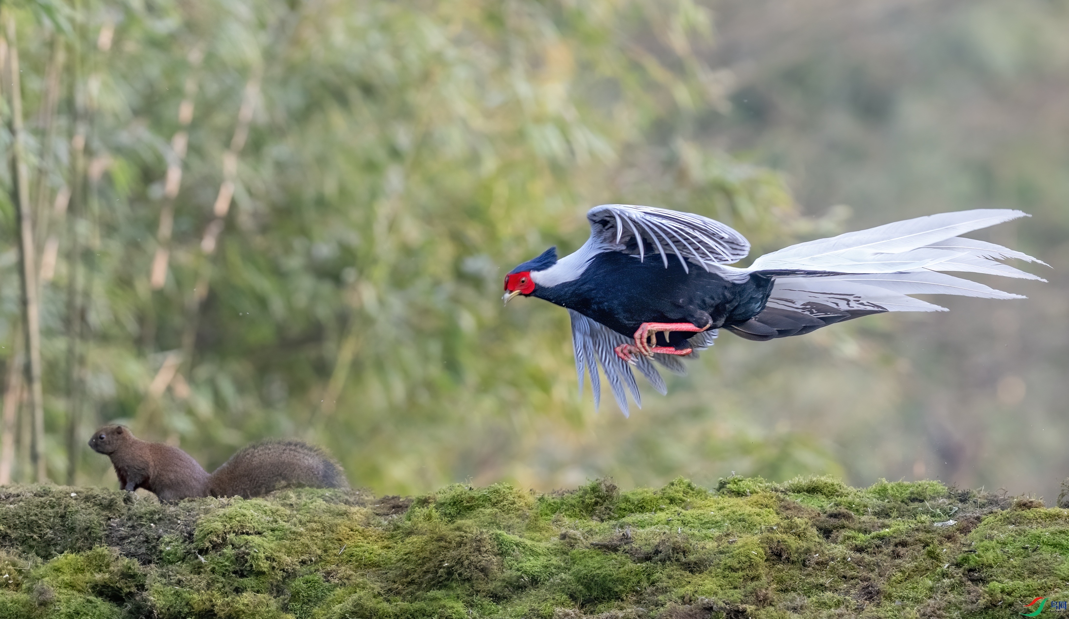 DSC_1106-11.jpg