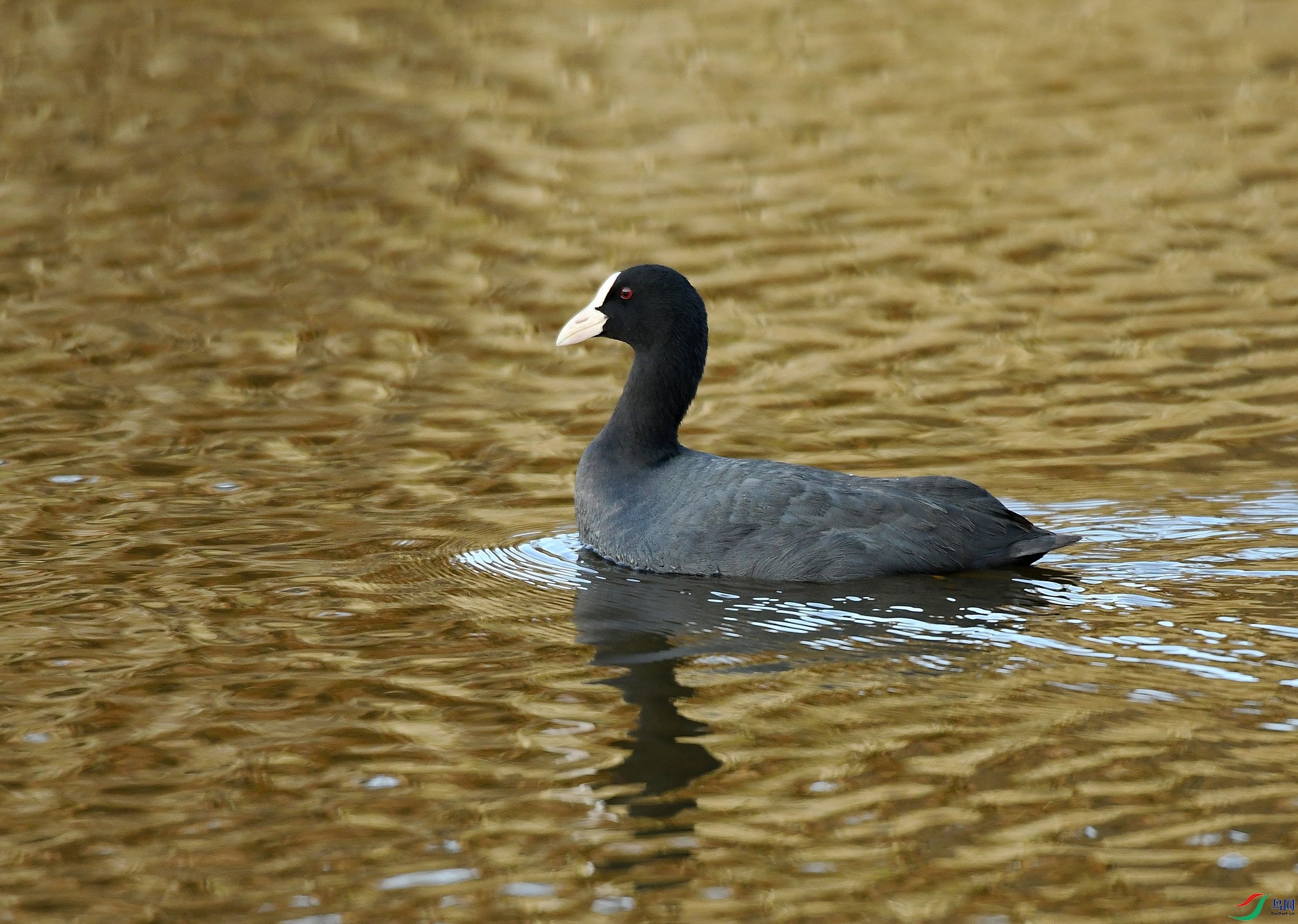 DSC_4662.jpg