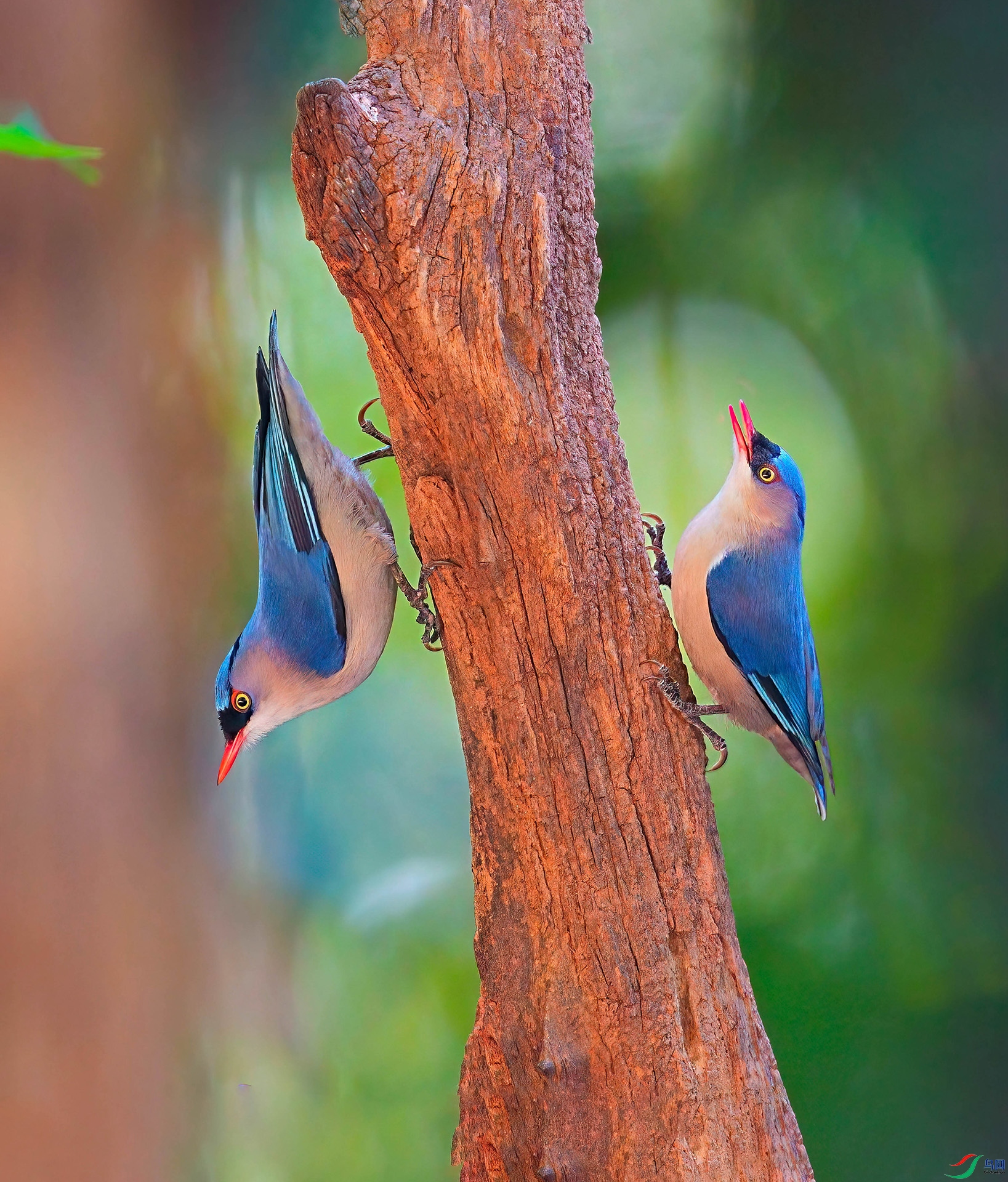 0b3fd04c8bde50bf556ecfc761432f4a-DeNoiseAI-standard-2_���� ����.jpg