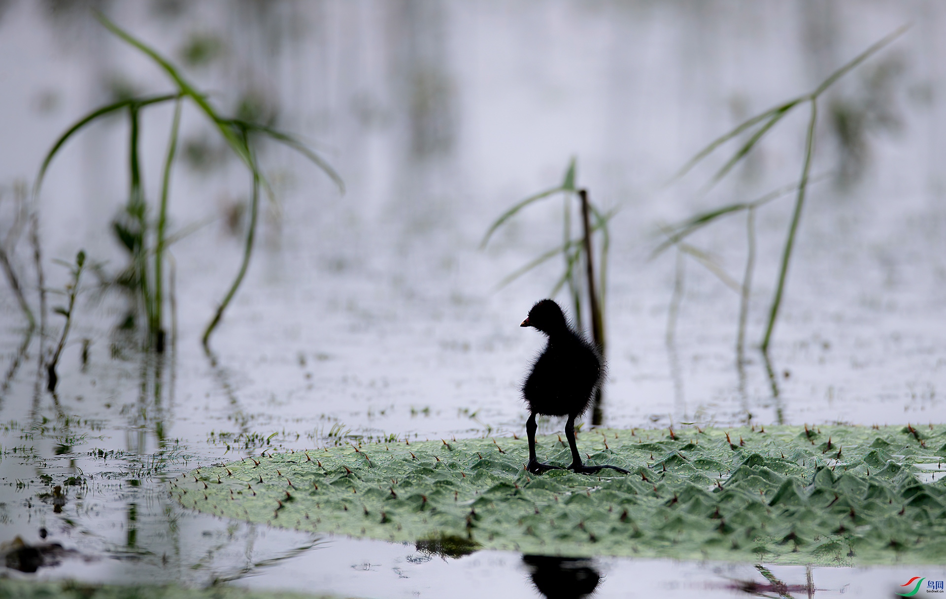 _S7I4088 ����-Sh-----1 .jpg