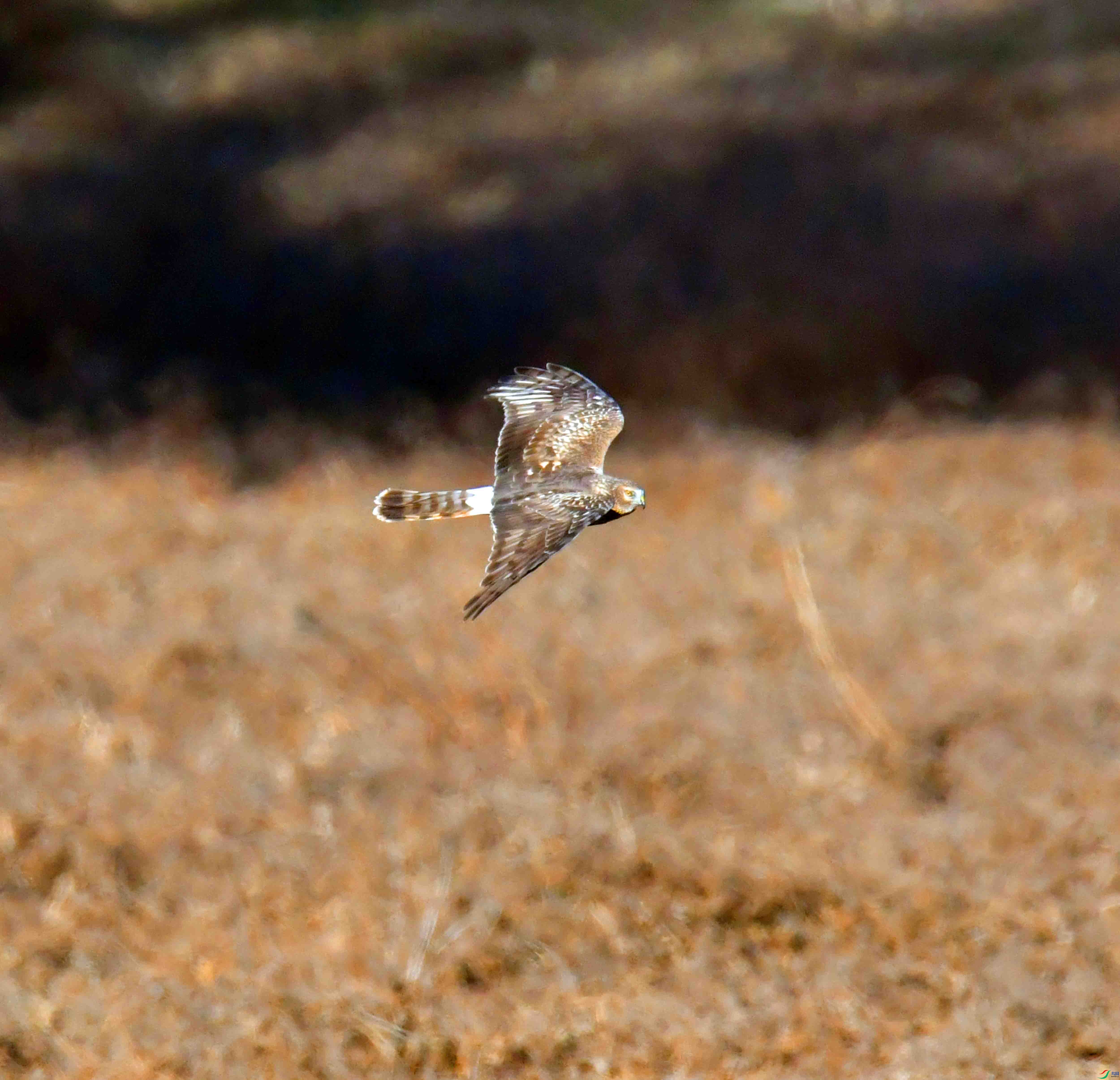 DSC_9448.JPG