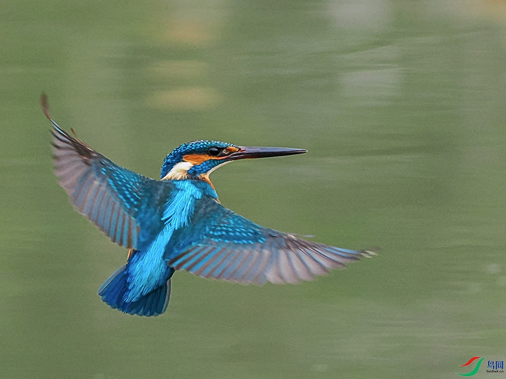 P2190824-1.jpg