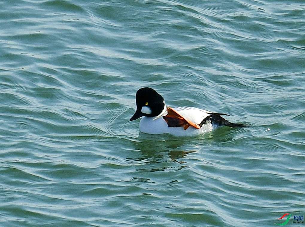 DSC_4618.jpg
