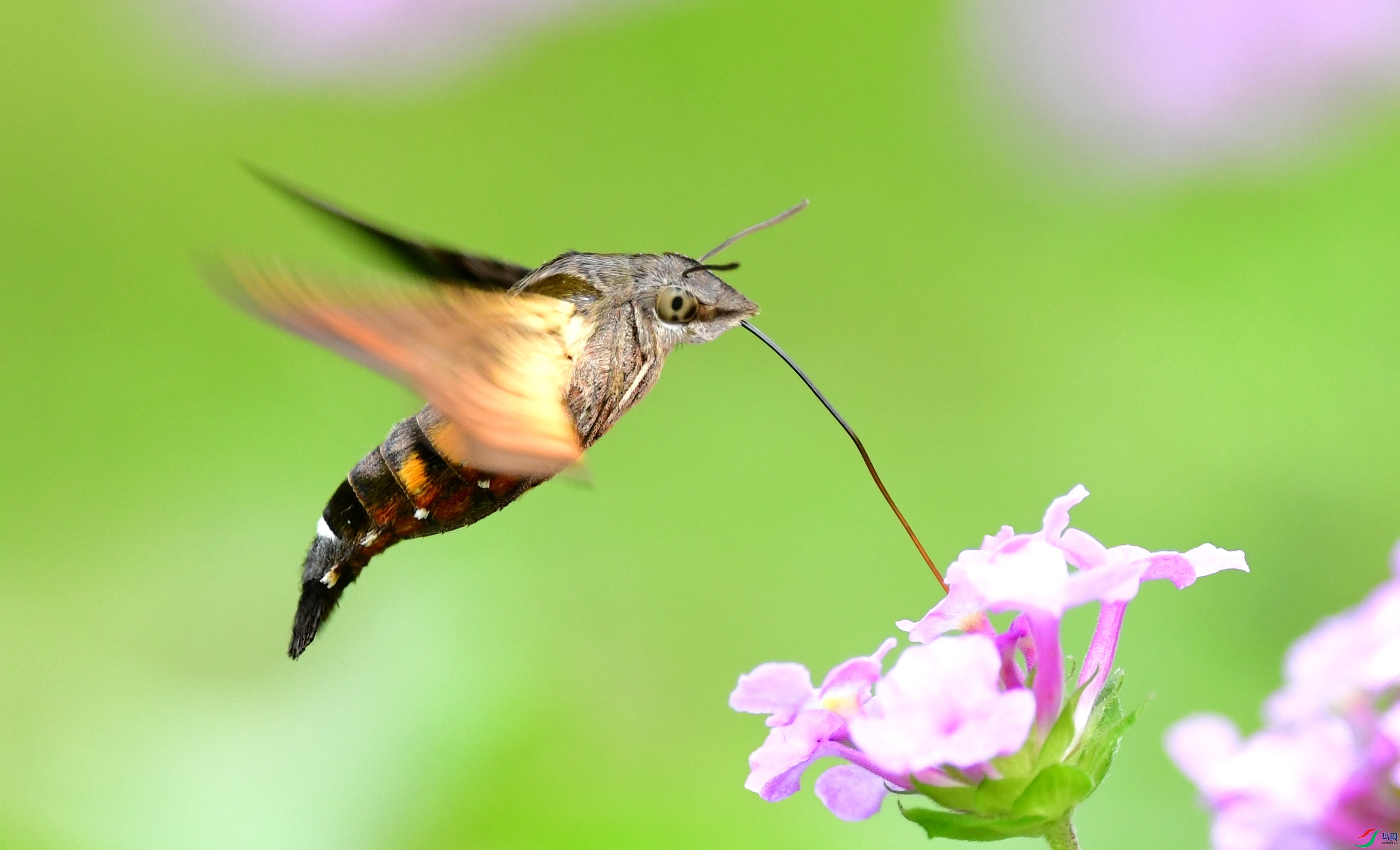 DSC_3027_conew3.jpg