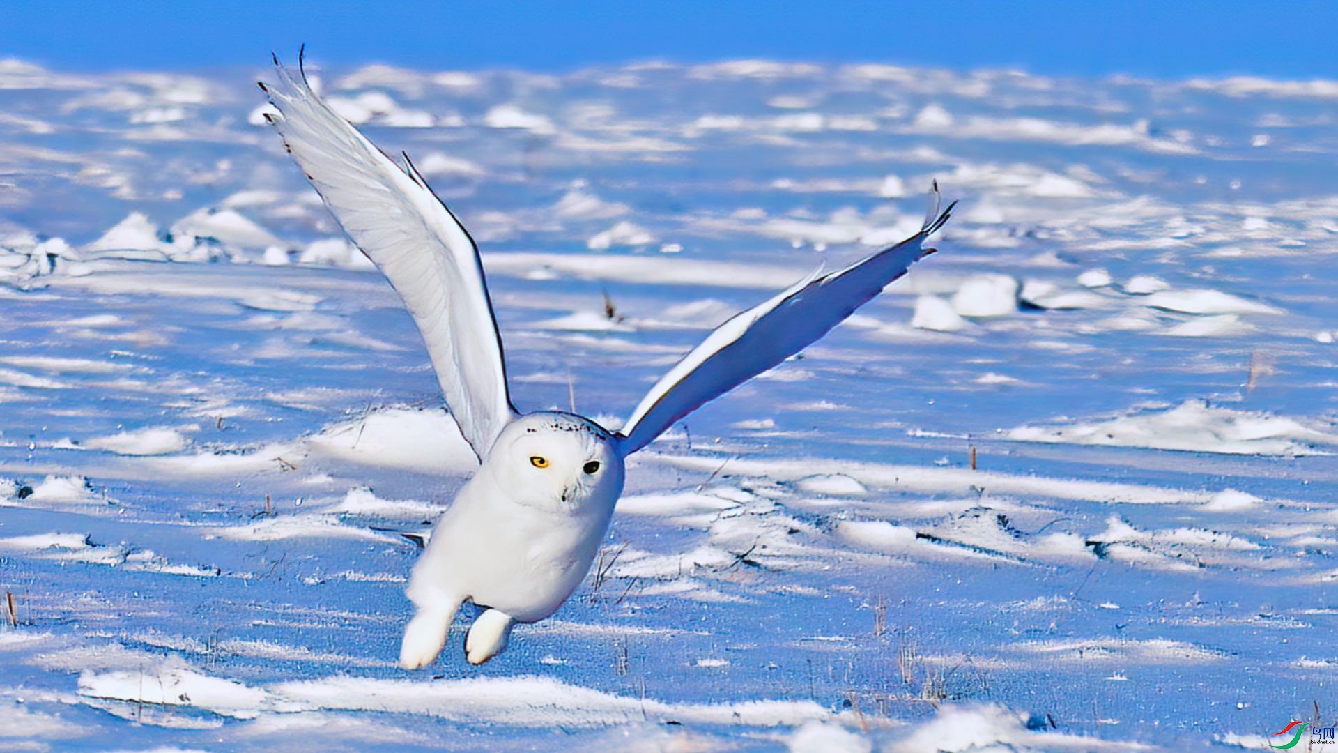 �׵���ѩ����������