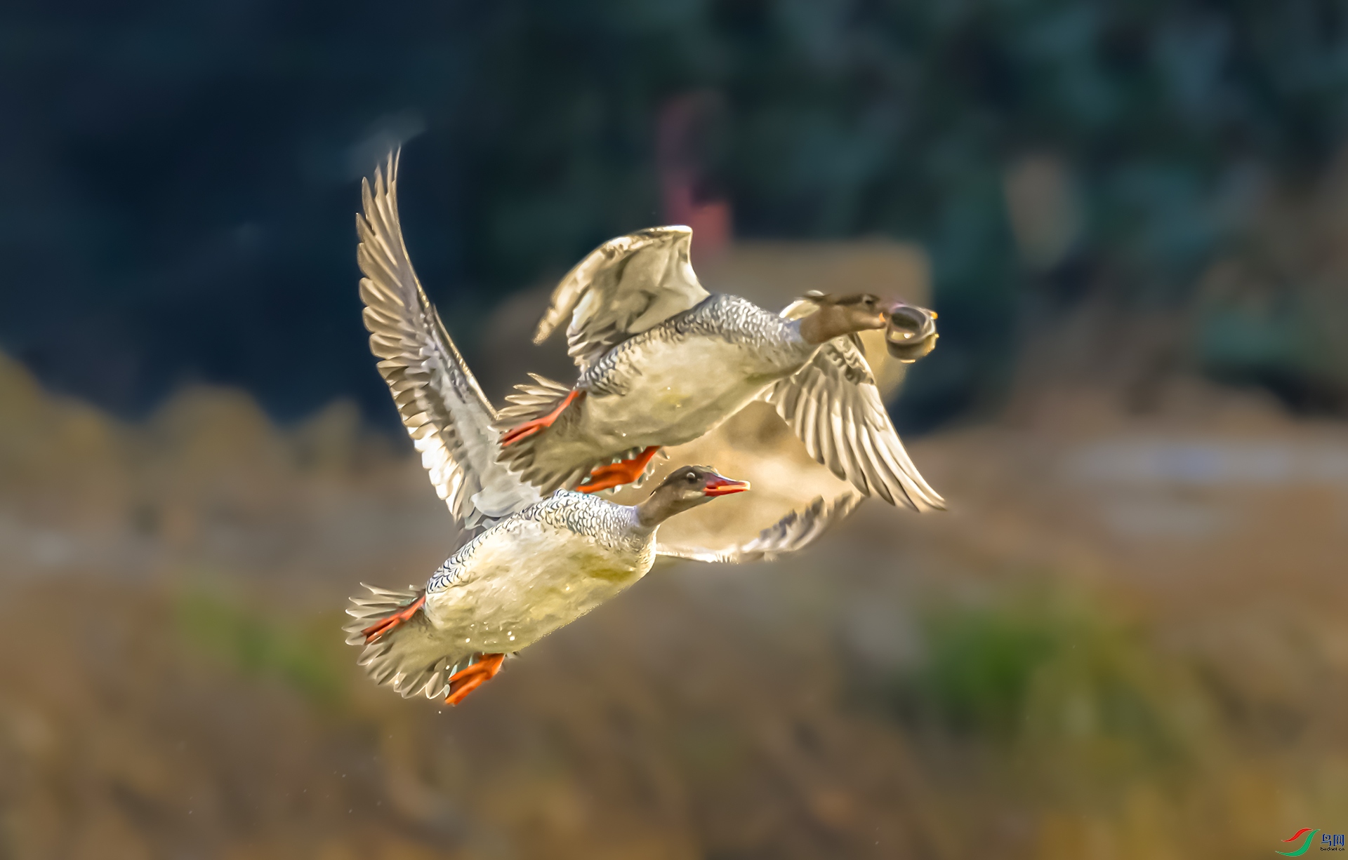 �л���ɳѼ