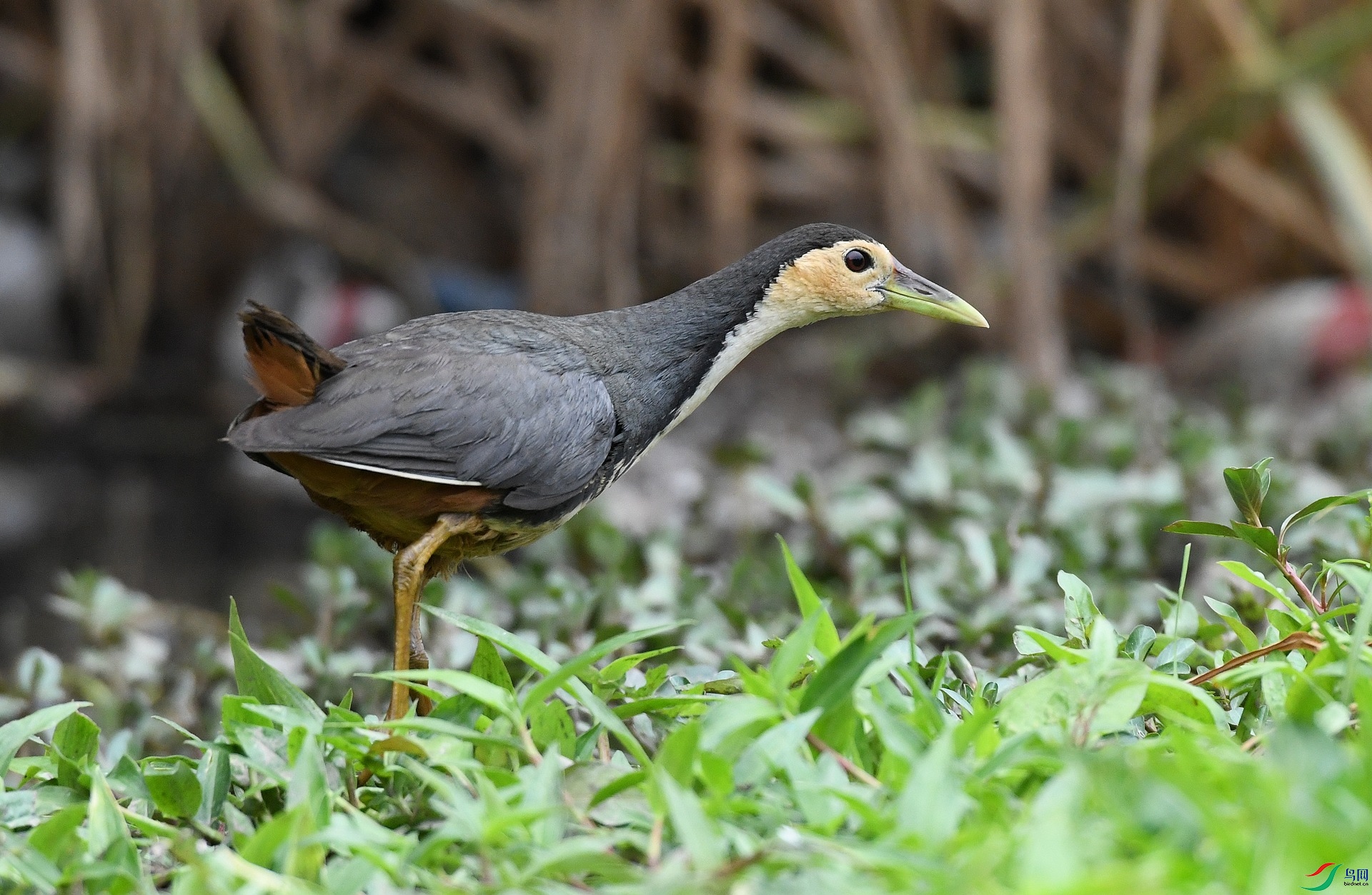 DSC_0680.jpg
