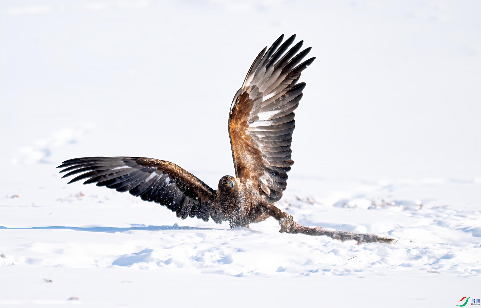 ѩ�����֡������