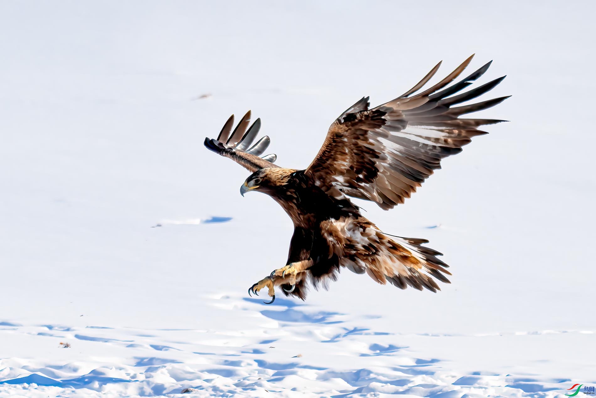 ѩ�����֡������