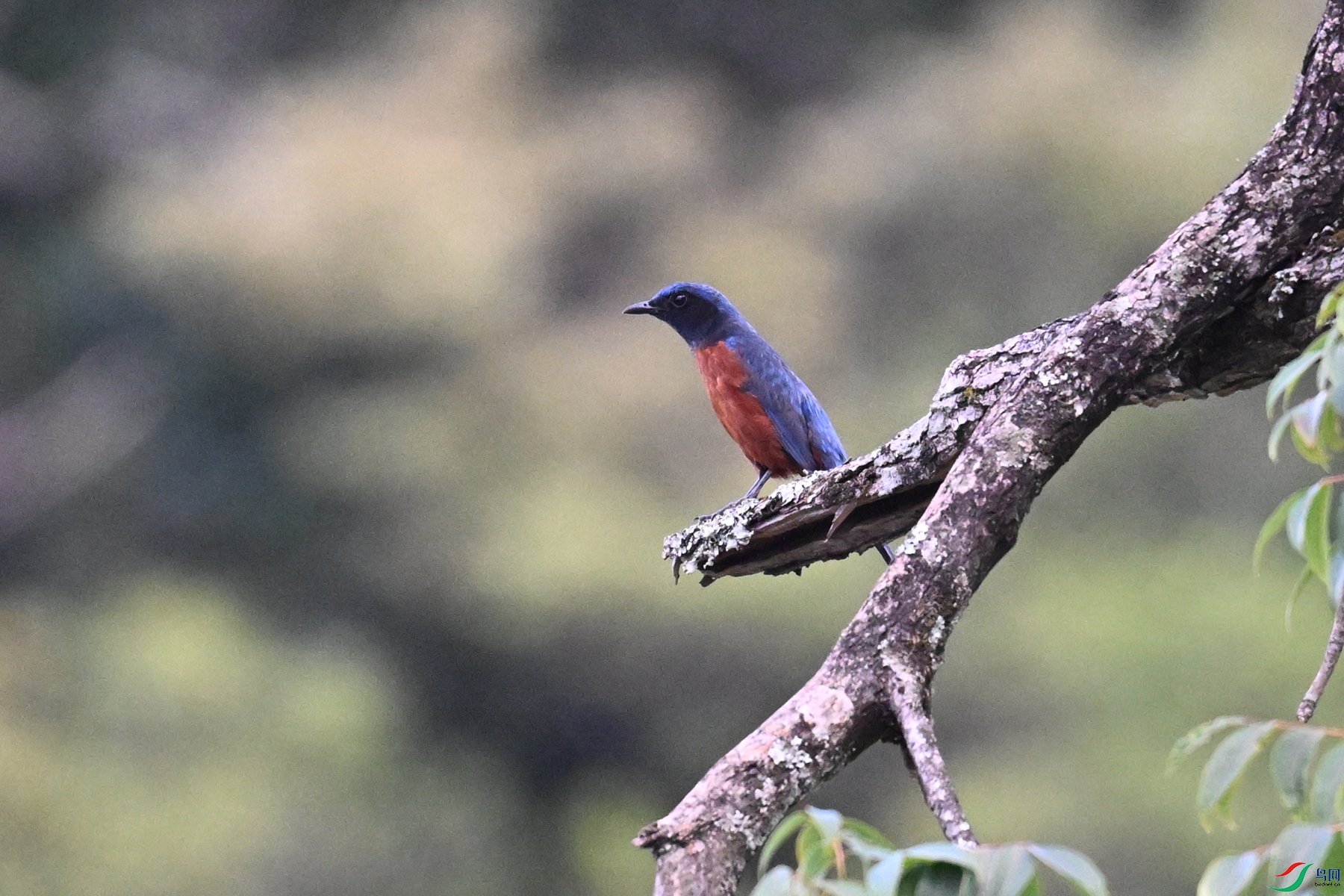 DSC_1828.JPG