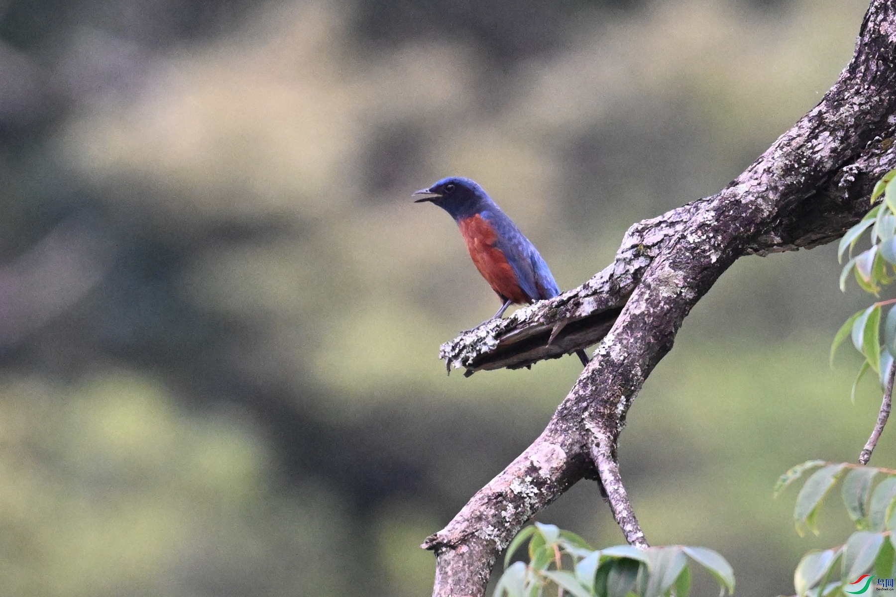 DSC_1831.JPG