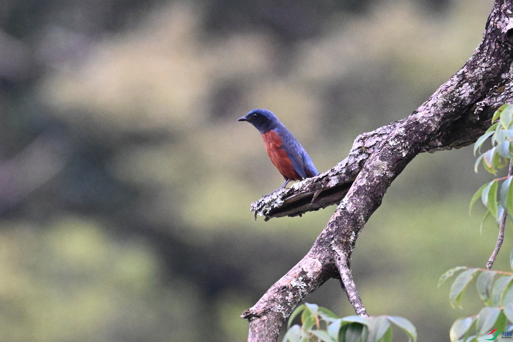 DSC_1835.JPG