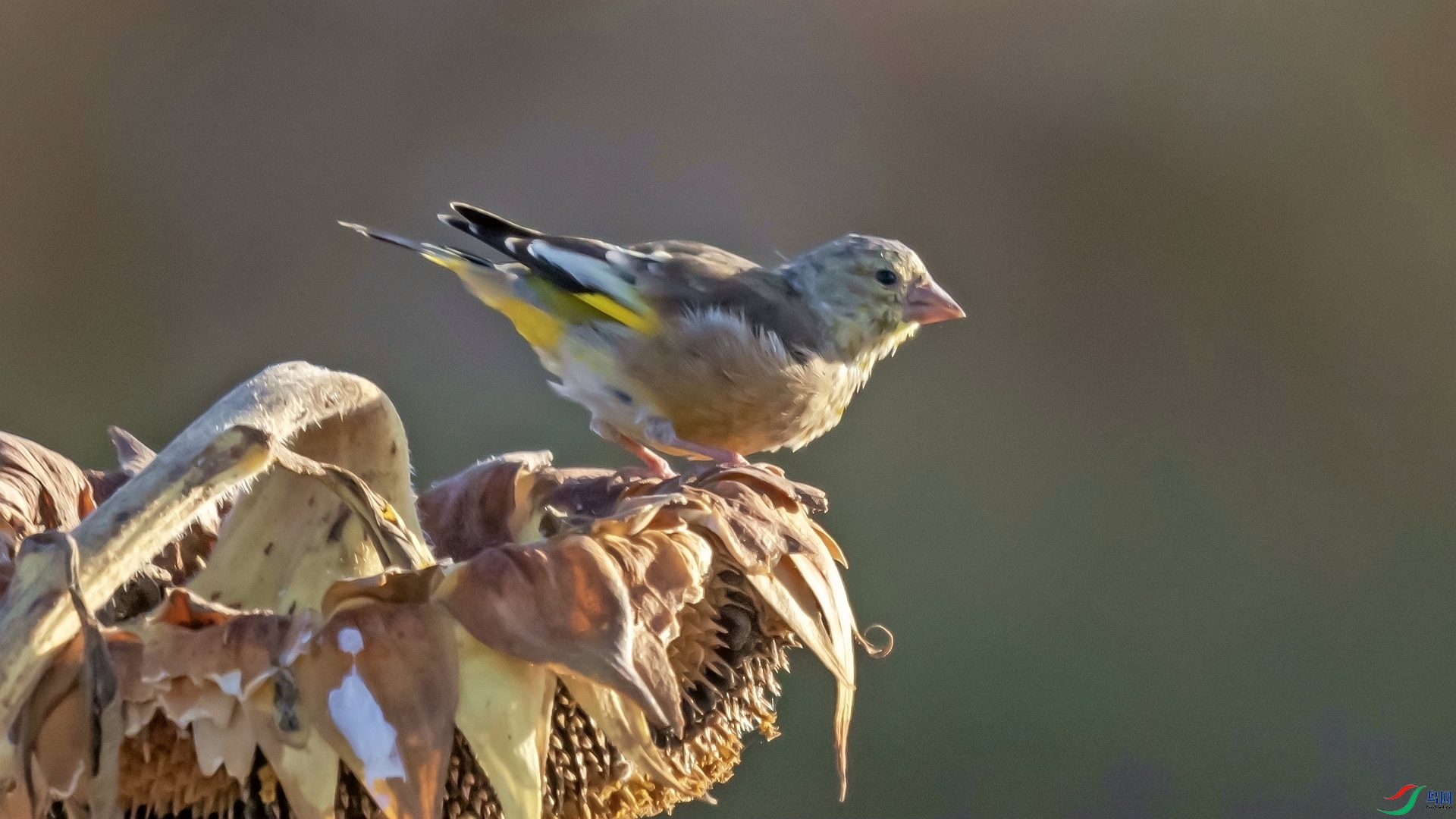 ���ȸ