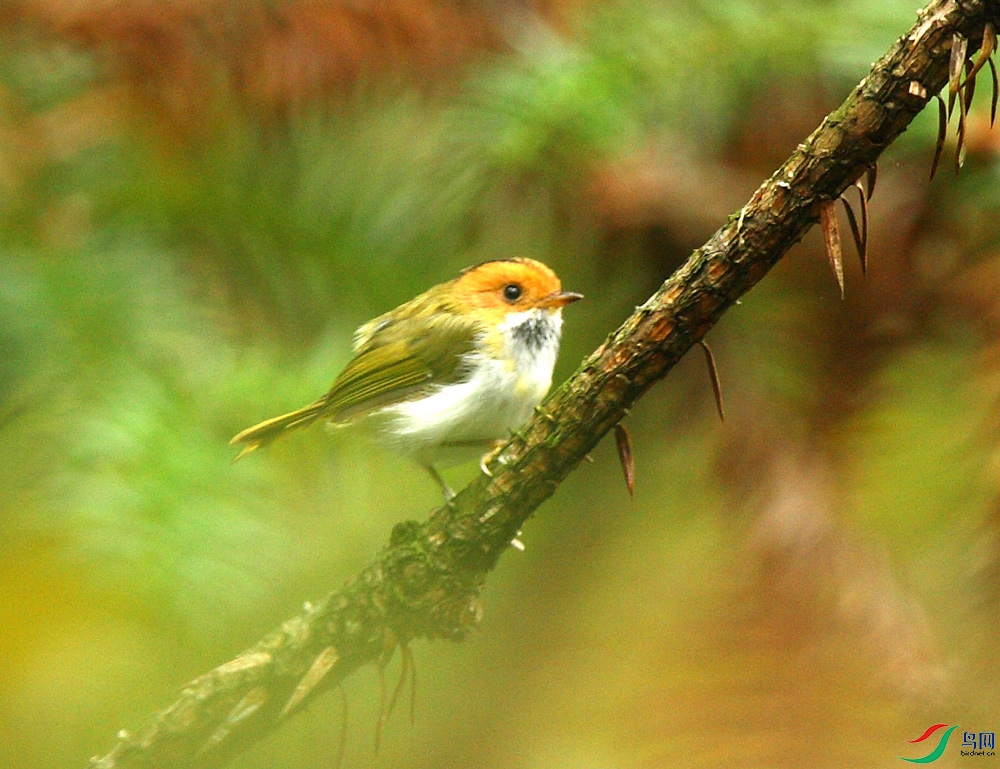 17�����Oݺ-Abroscopus-albogularis.jpg