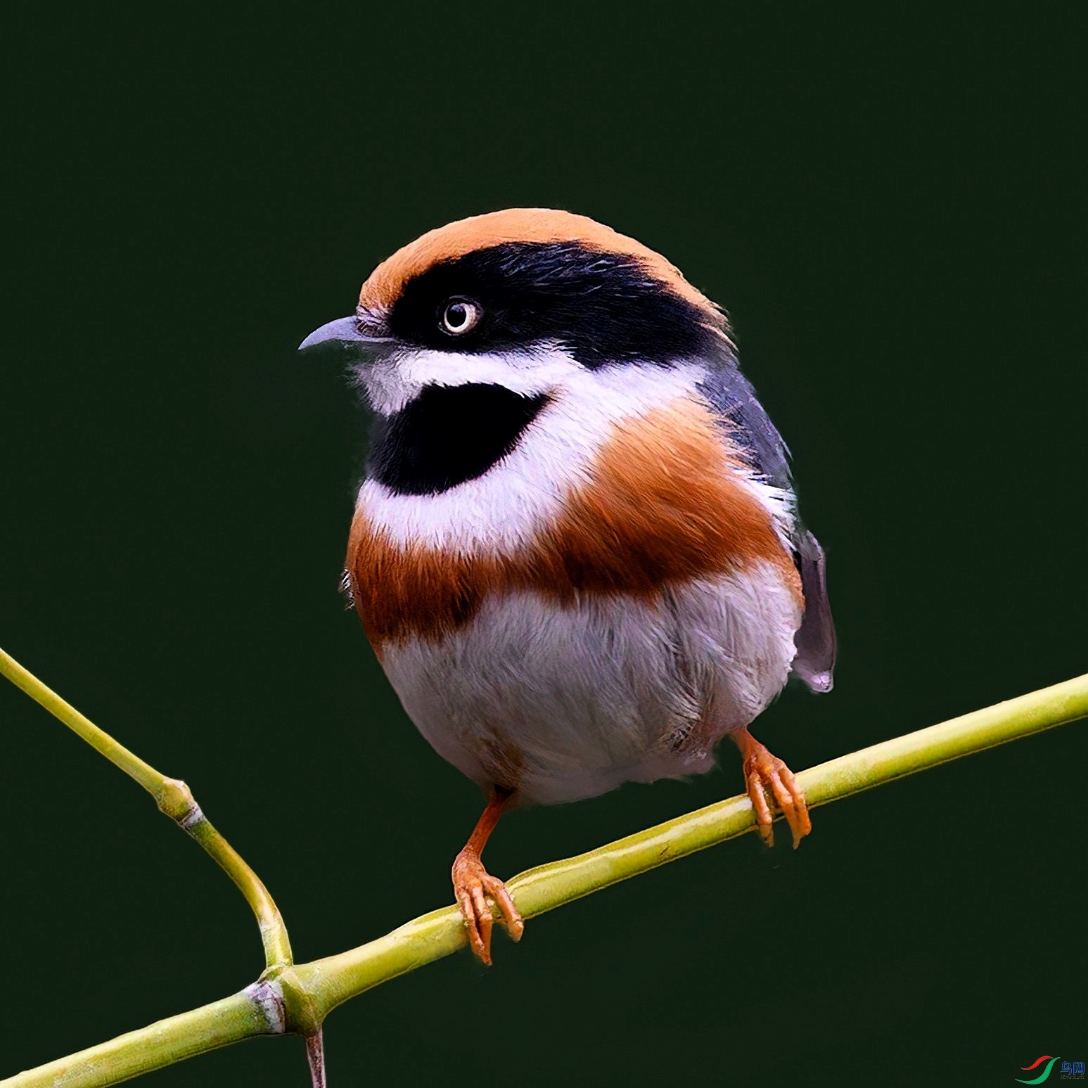 ��ͷ��βɽȸ