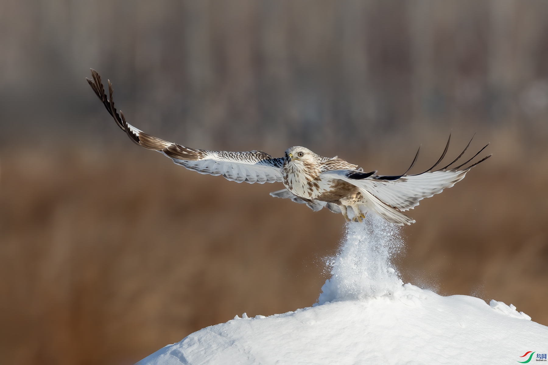 IMG_0217 ����.jpg