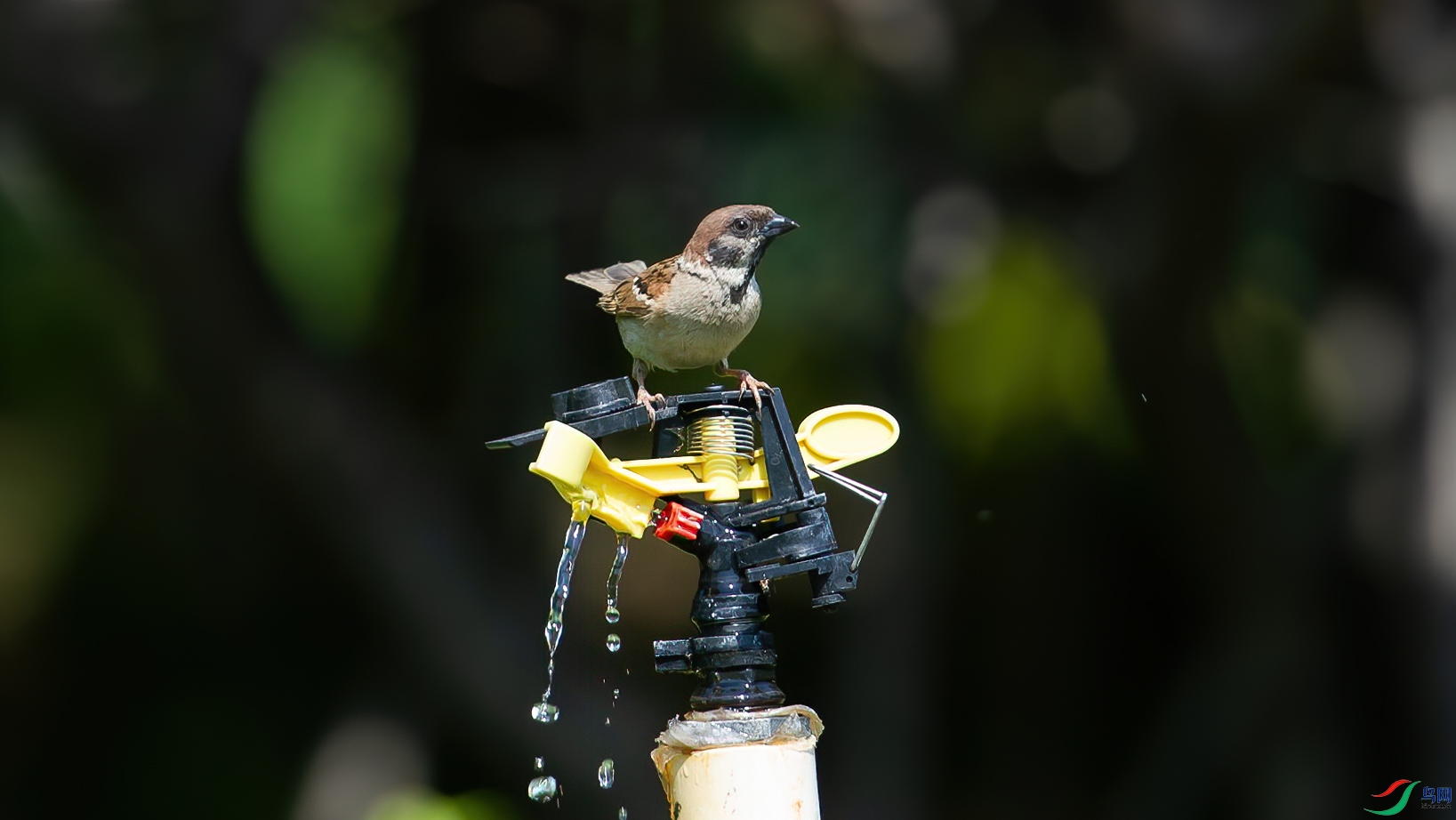 DSC_1797-20200603_���� .jpg