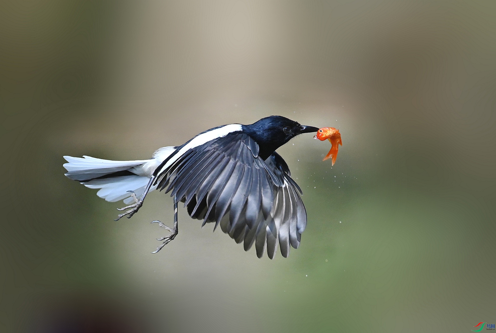 DSC_4100_����_����.jpg
