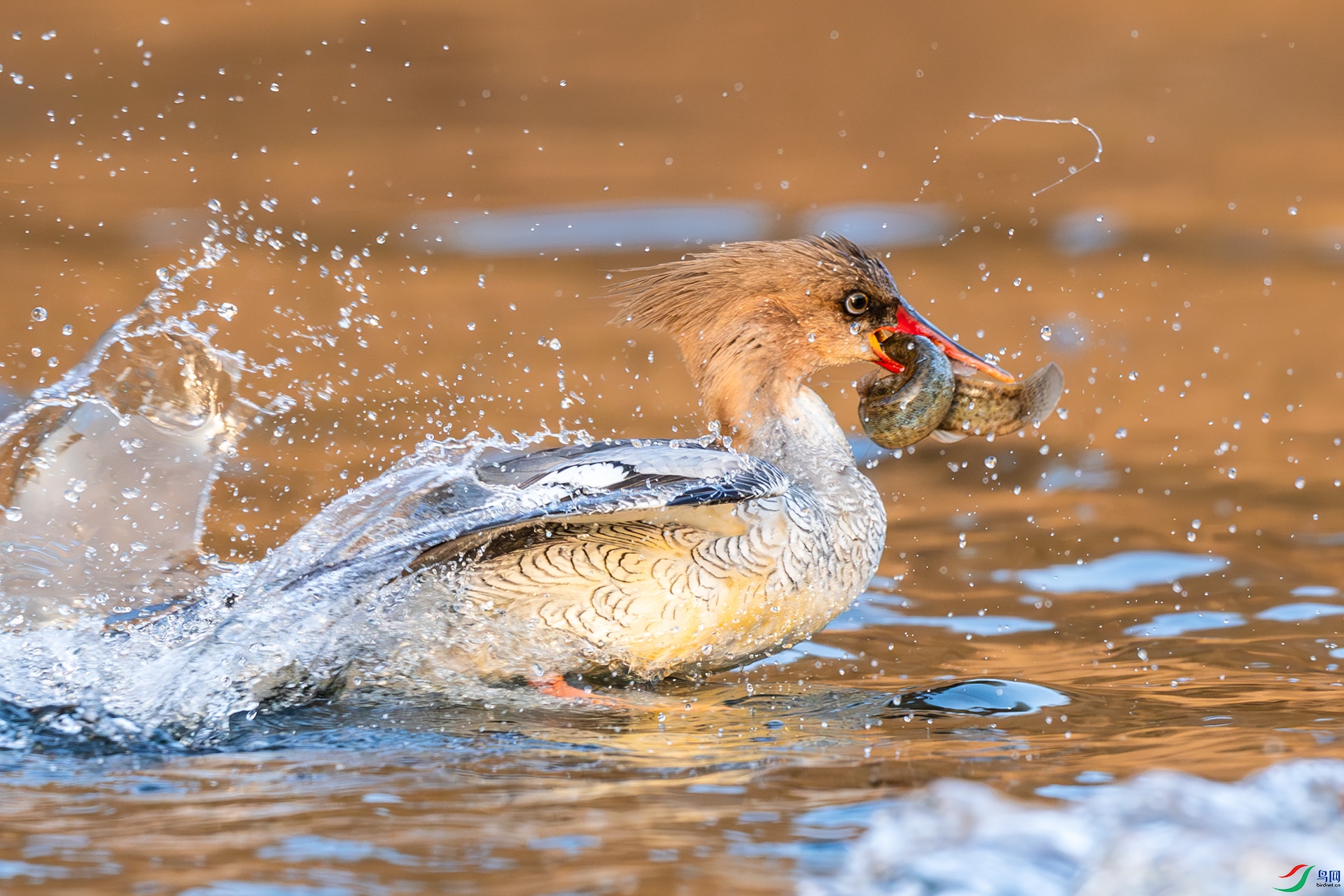 _F9A9556 ����.jpg