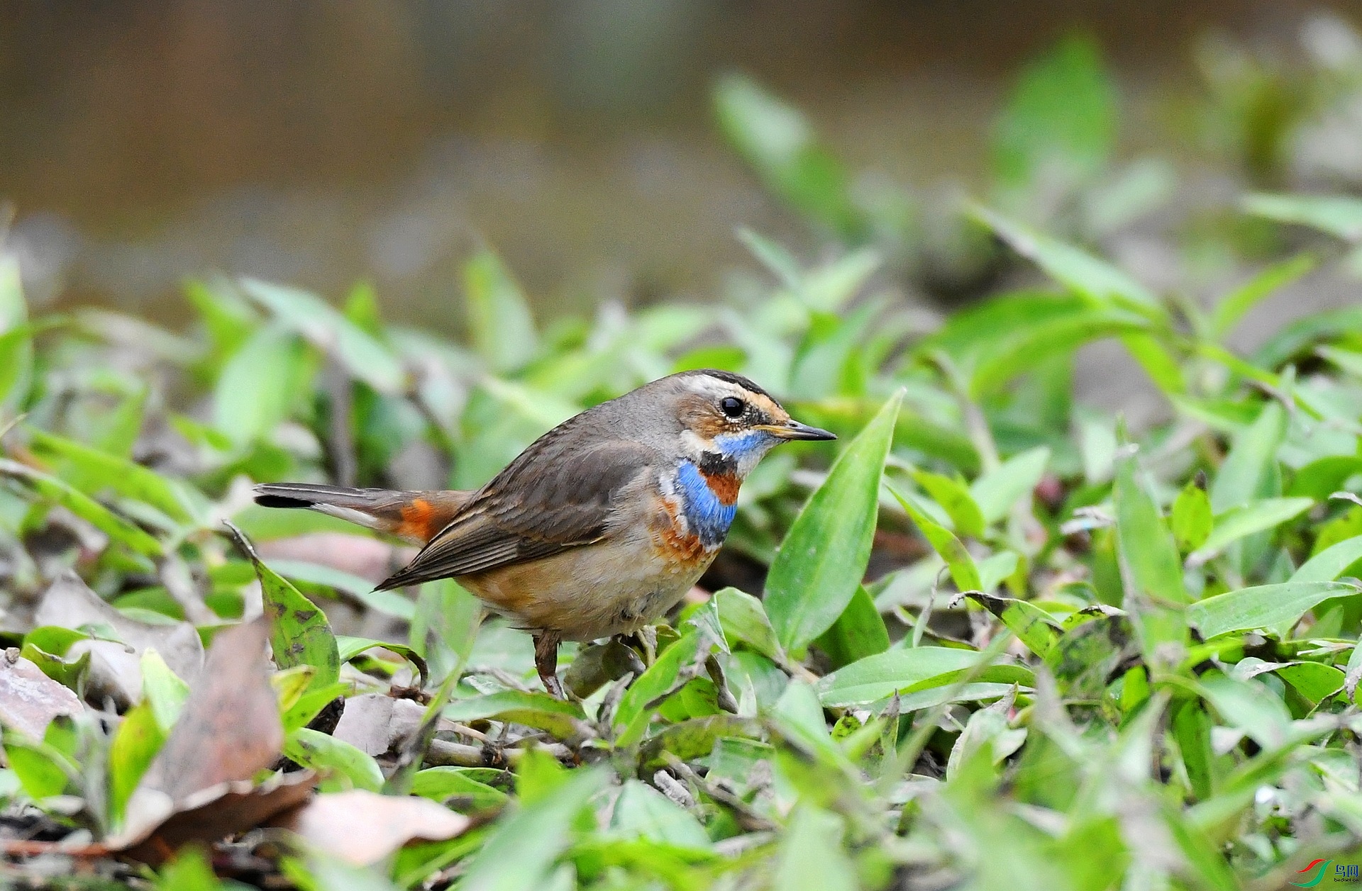 DSC_1096.jpg