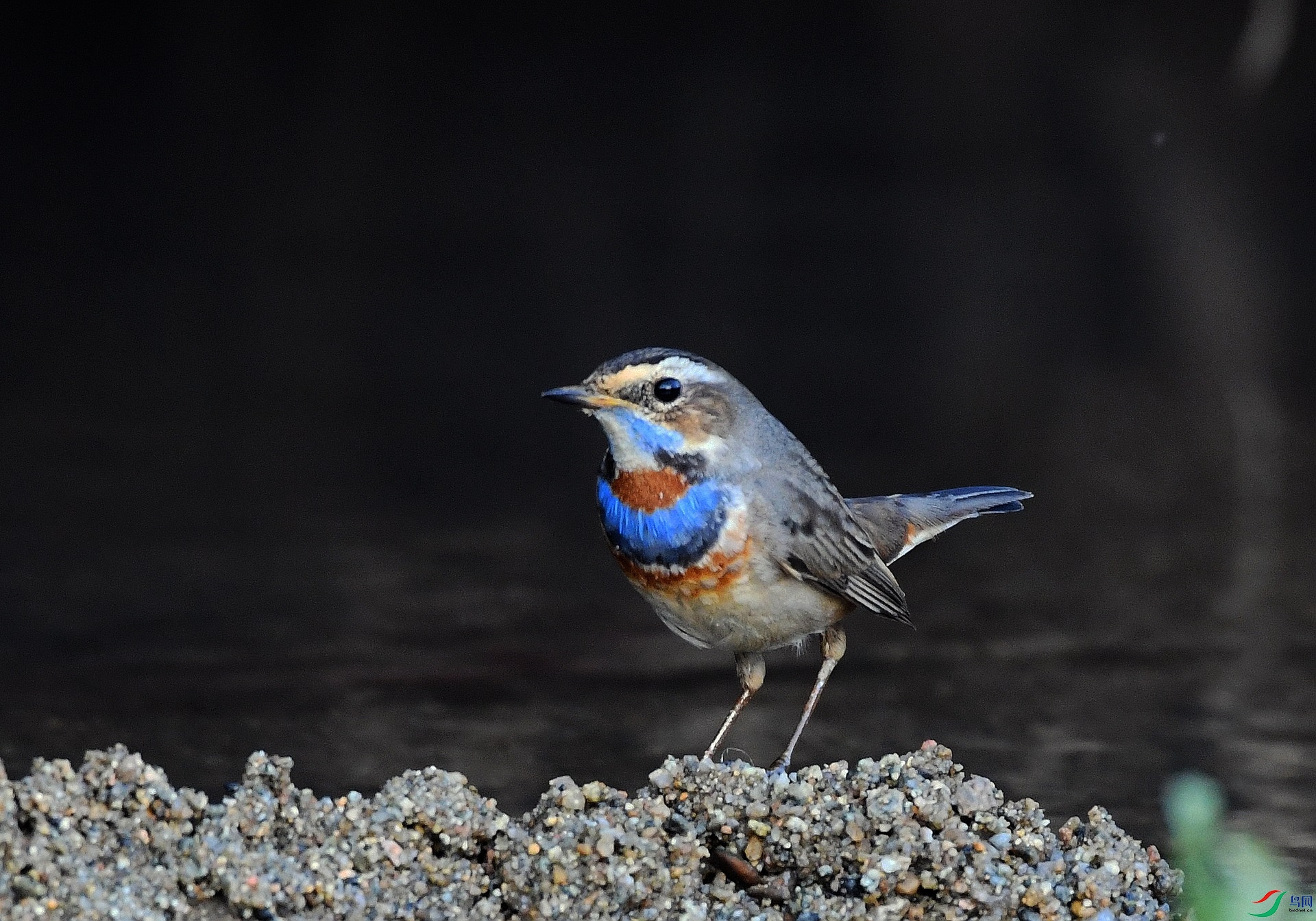 DSC_5721.jpg