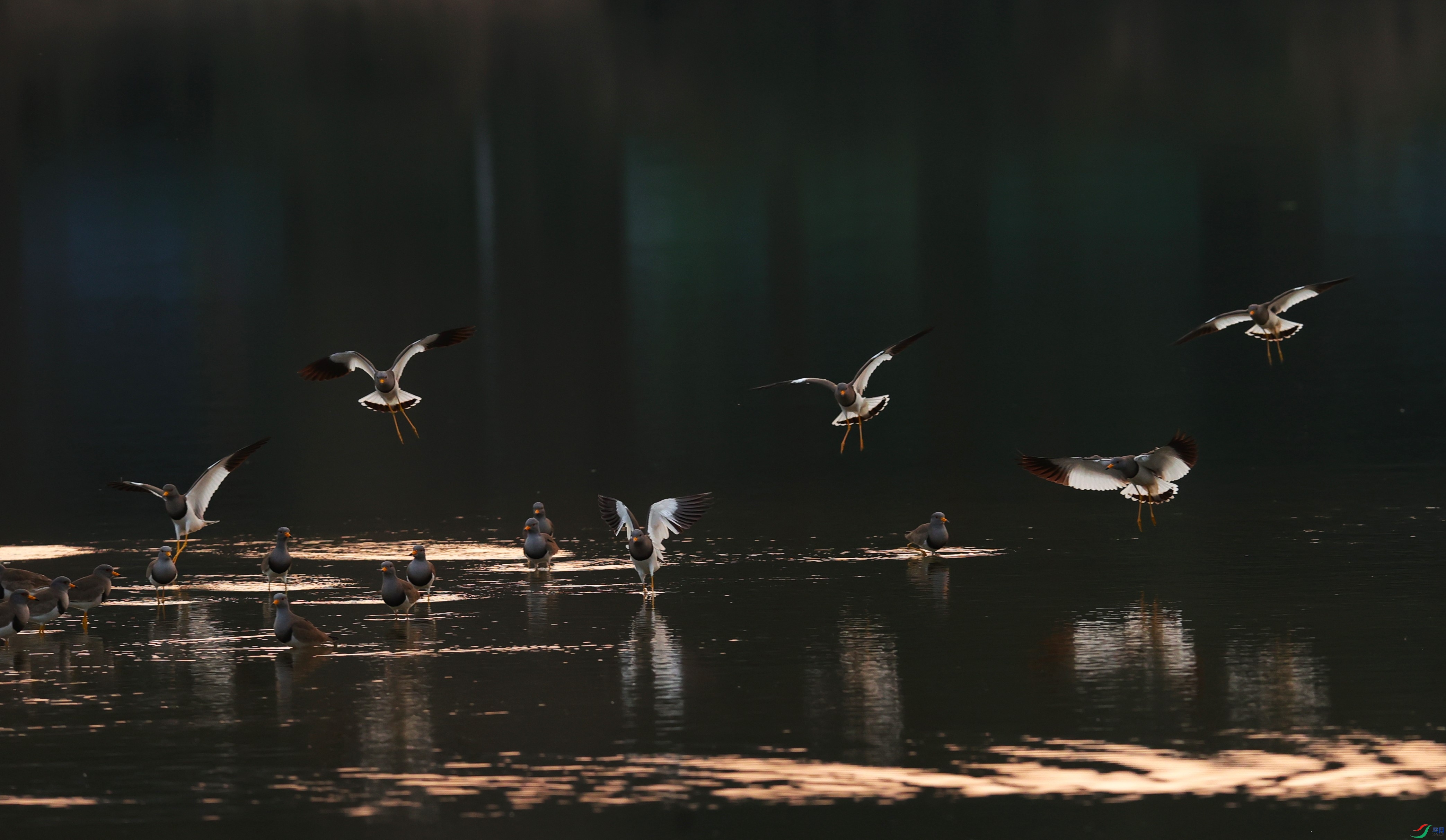 �鳲.JPG
