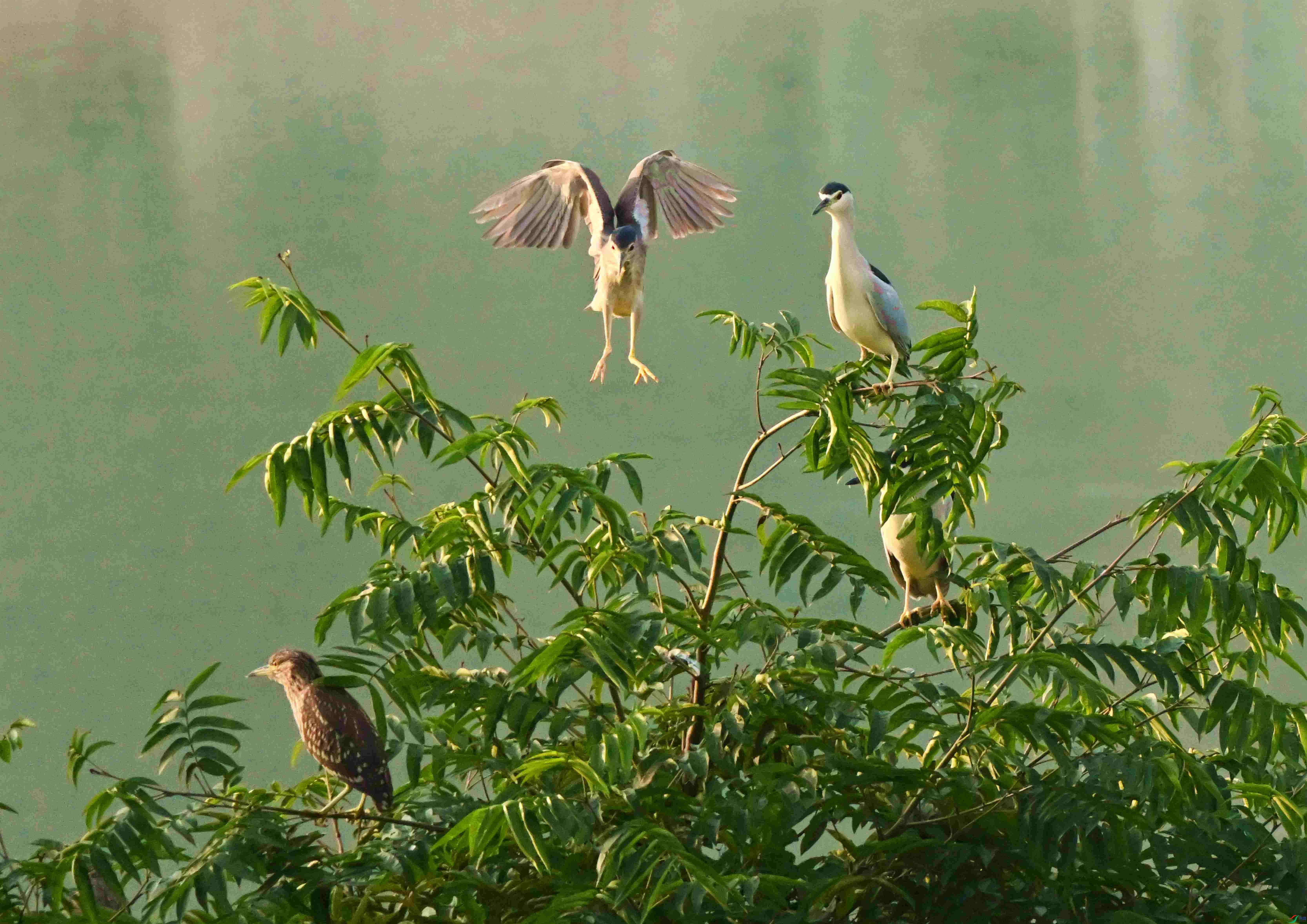 DSC_7433.JPG