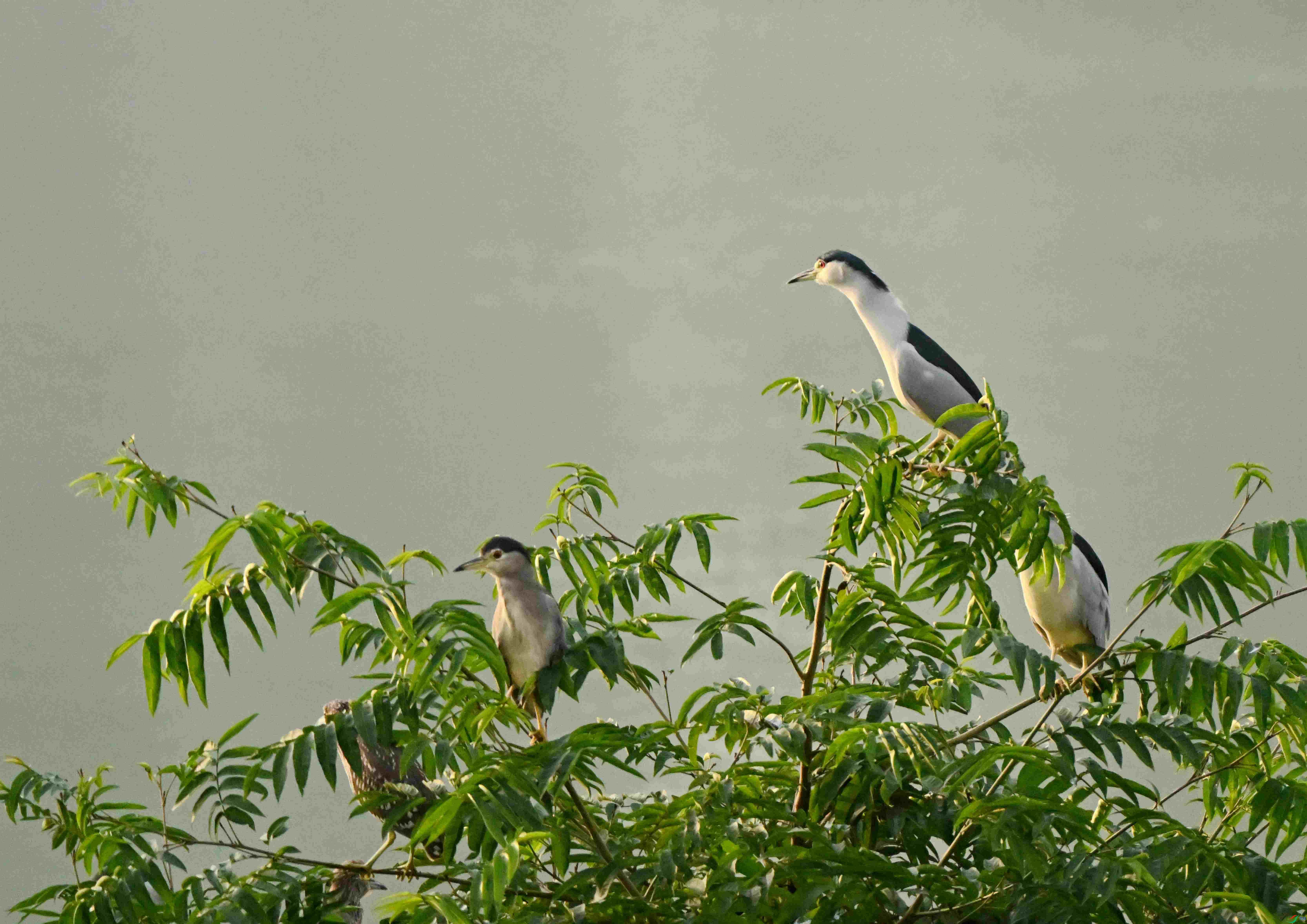 DSC_7526.JPG