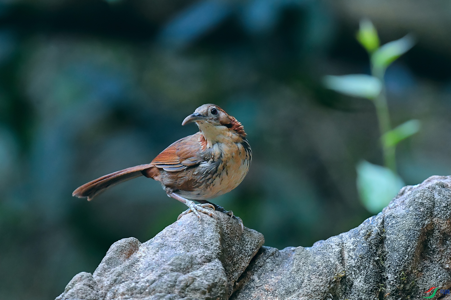 DSC_1120_DxOa.jpg