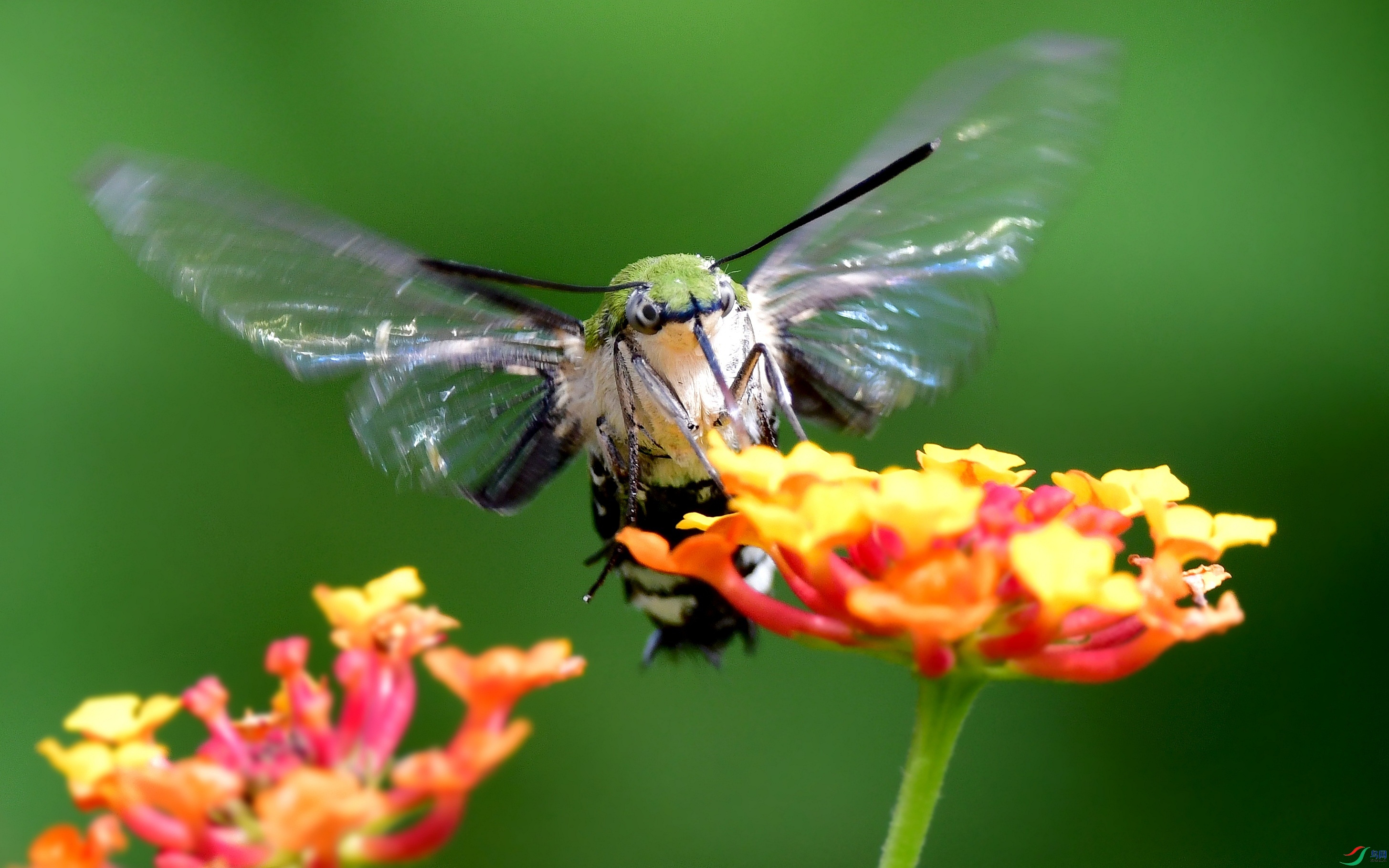 DSC_4342_conew8.jpg