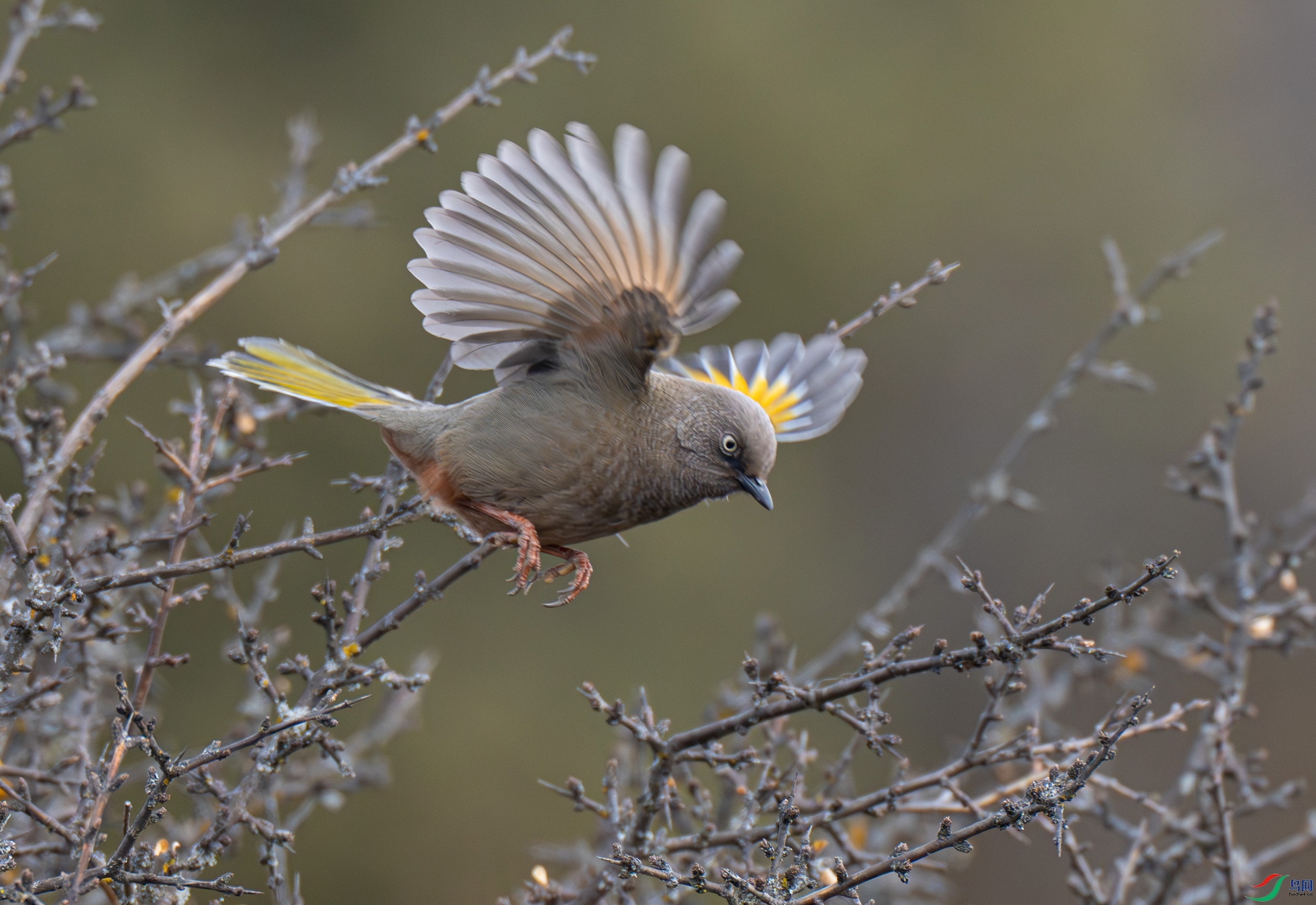 �ȳ�����