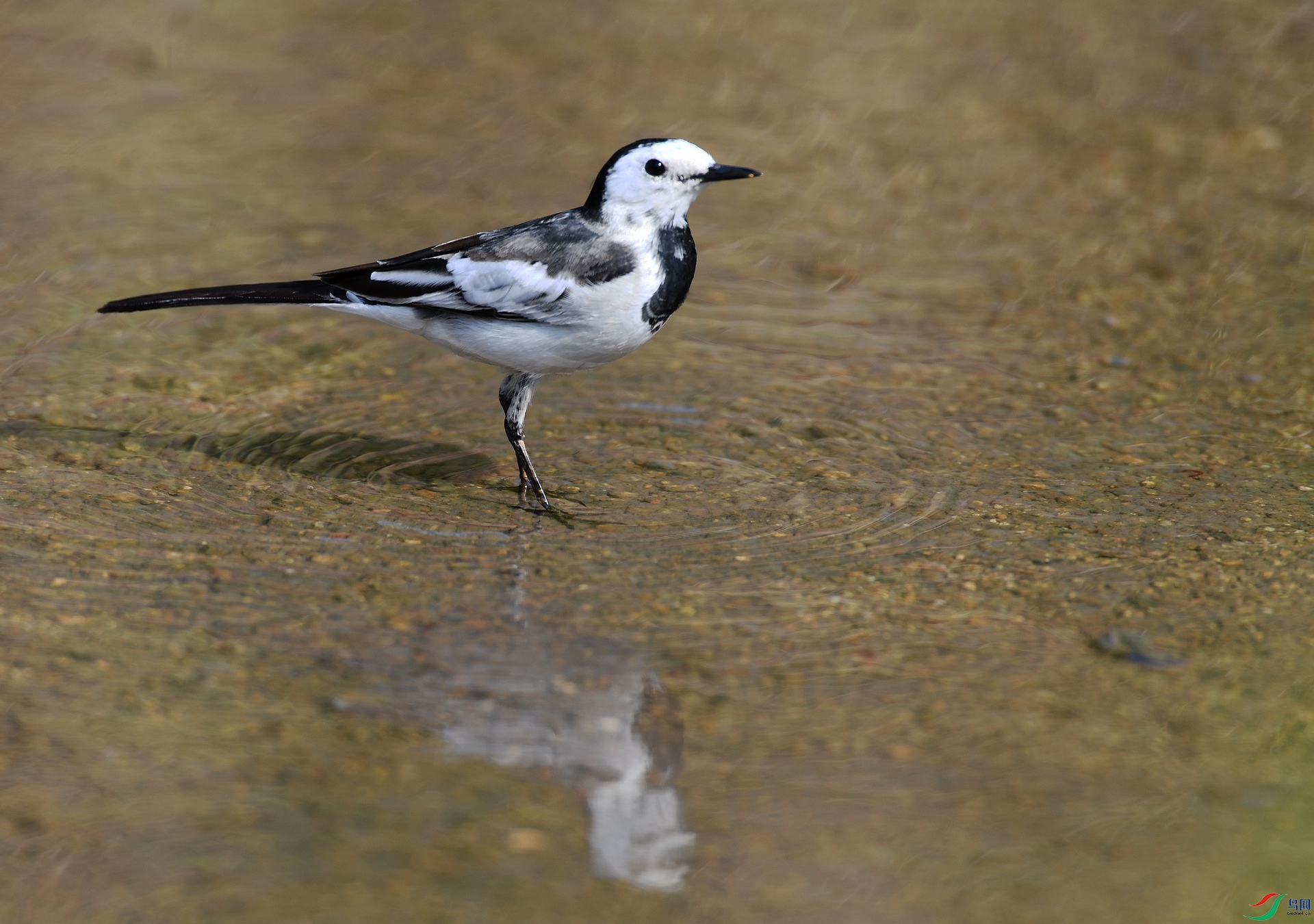 DSC_2929.jpg