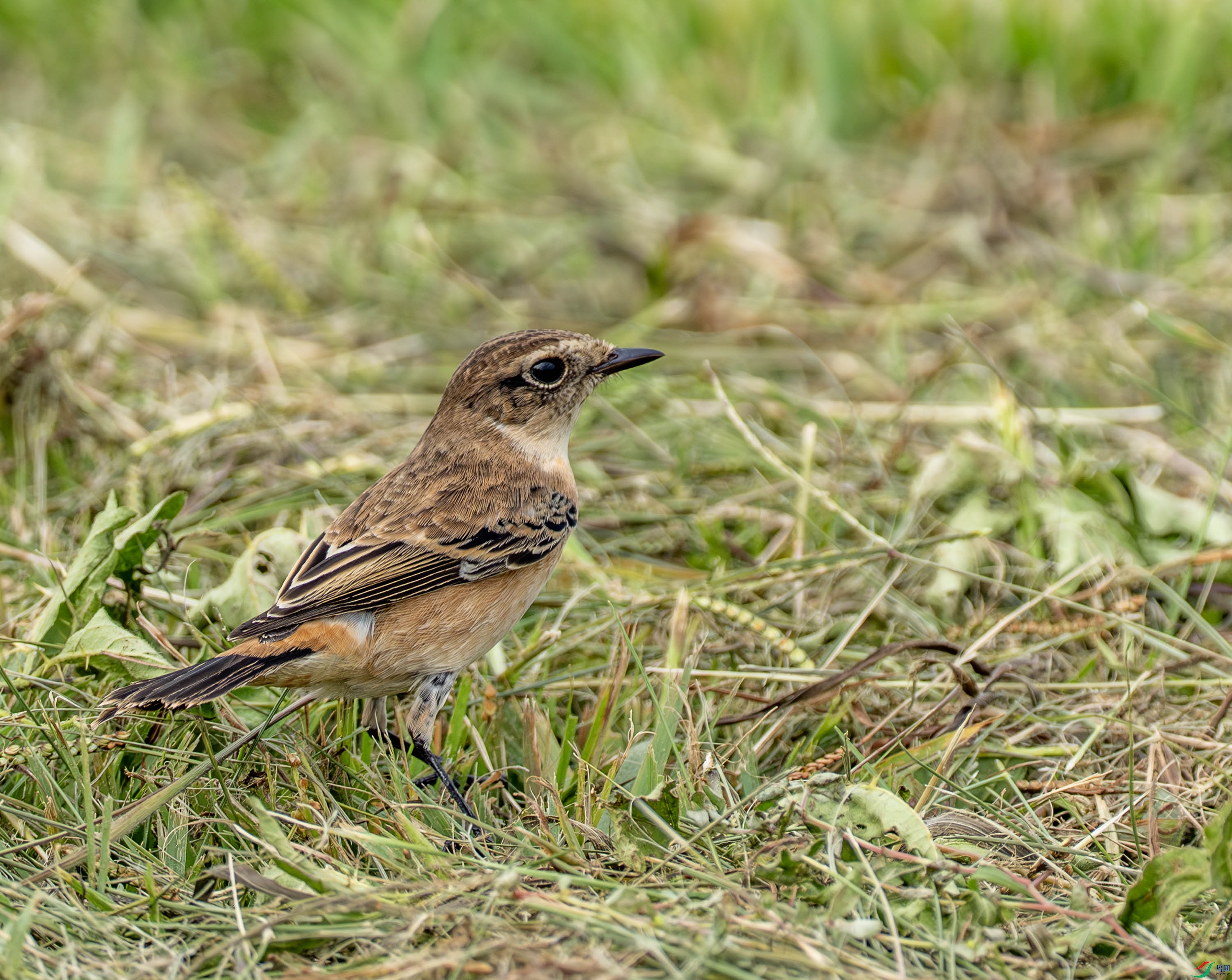 ����ʯ 01-32.jpg