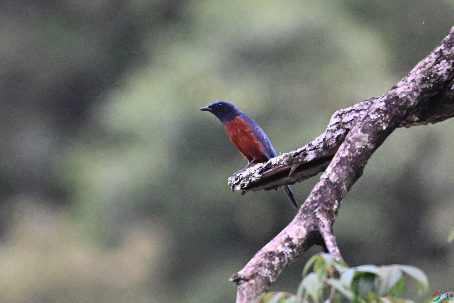 DSC_1879.JPG
