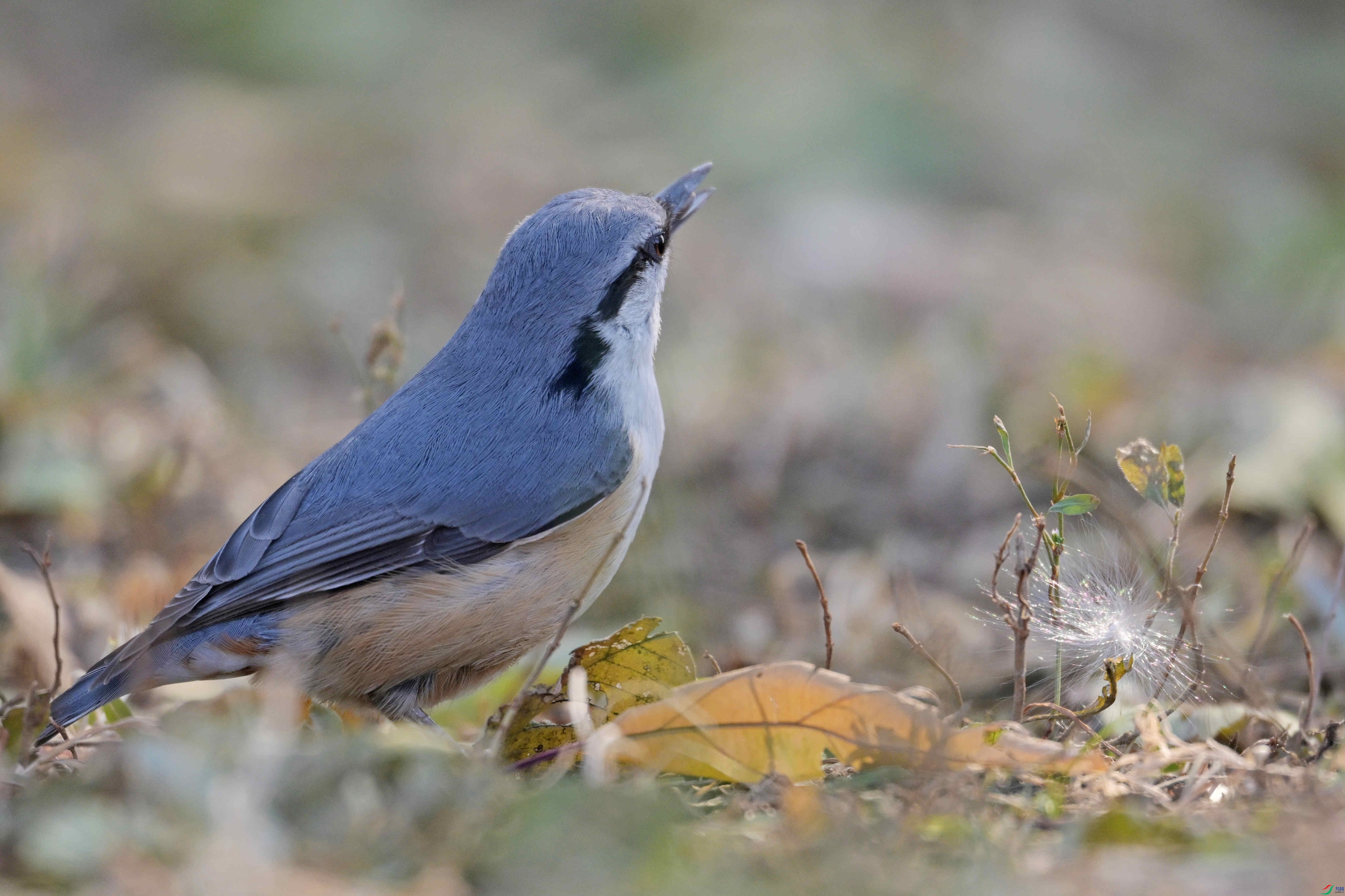 DSC_4120.jpg
