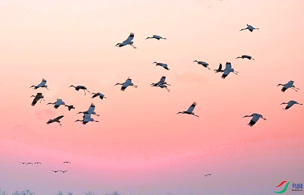 ������ĺ�Ⱥ��