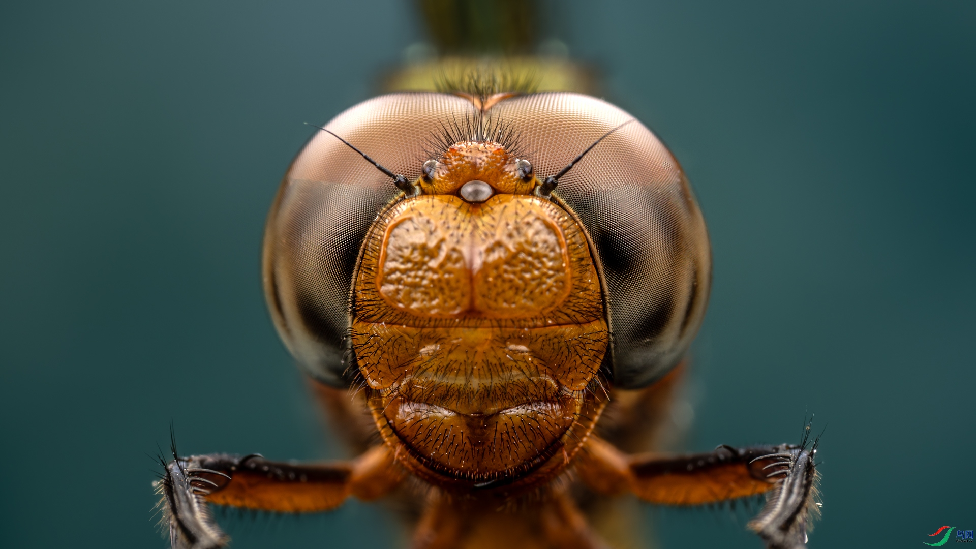_46A6691-1.jpg