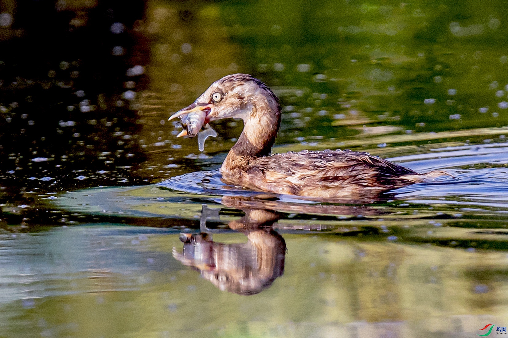 _90I4962 ����.jpg