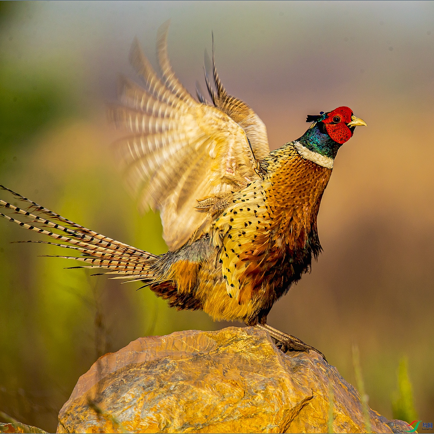 _MG_5775 ����.jpg