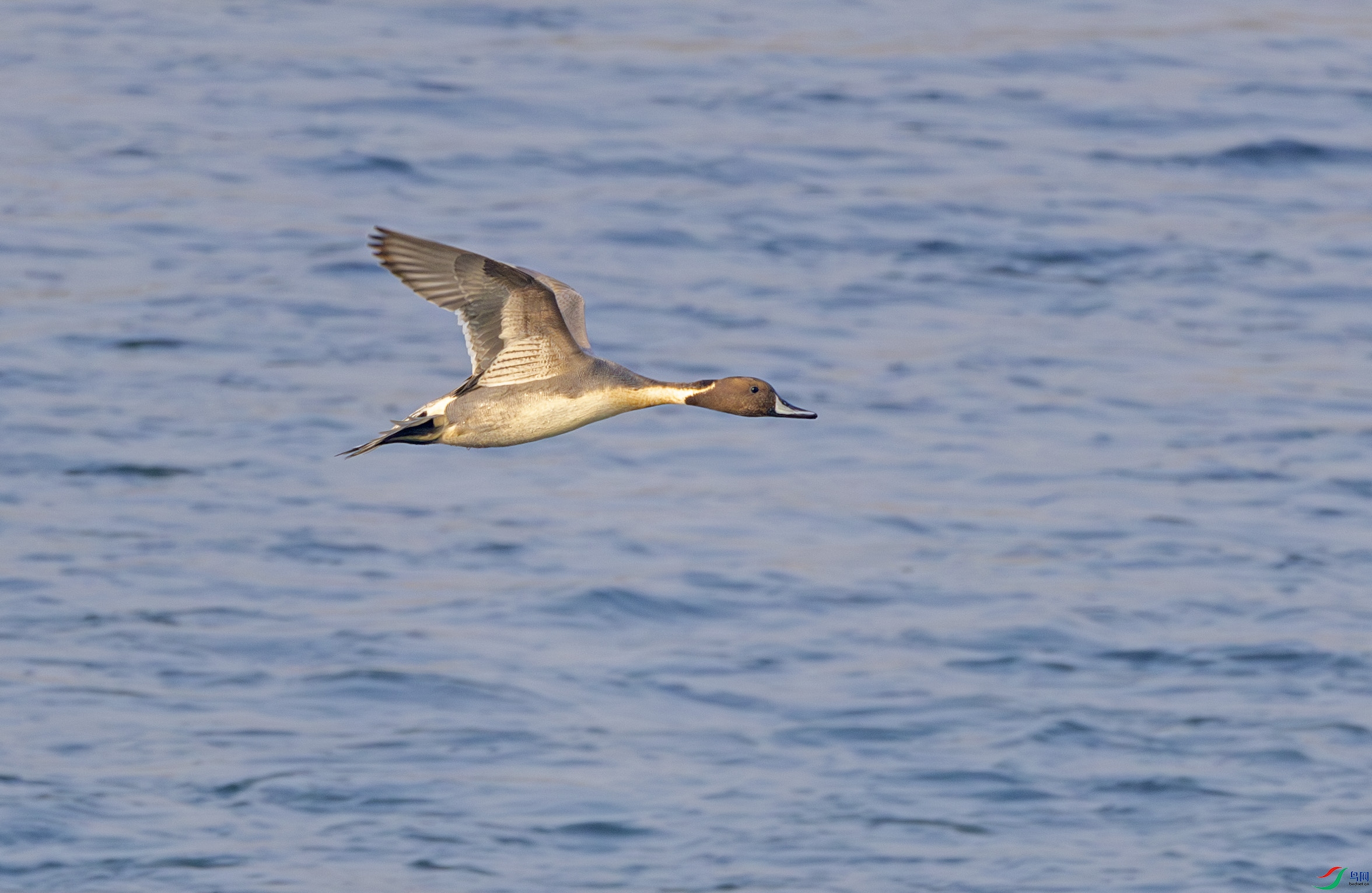 G47A7453-����ǿ-NR ����.jpg