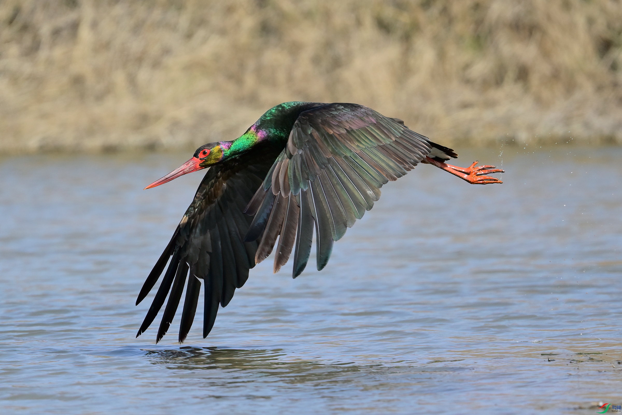 _DSC7329x.jpg