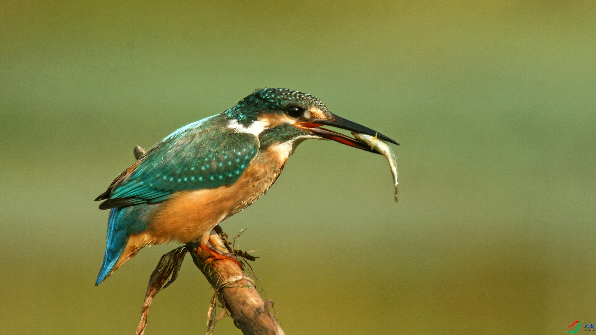 09���ĵ�С��