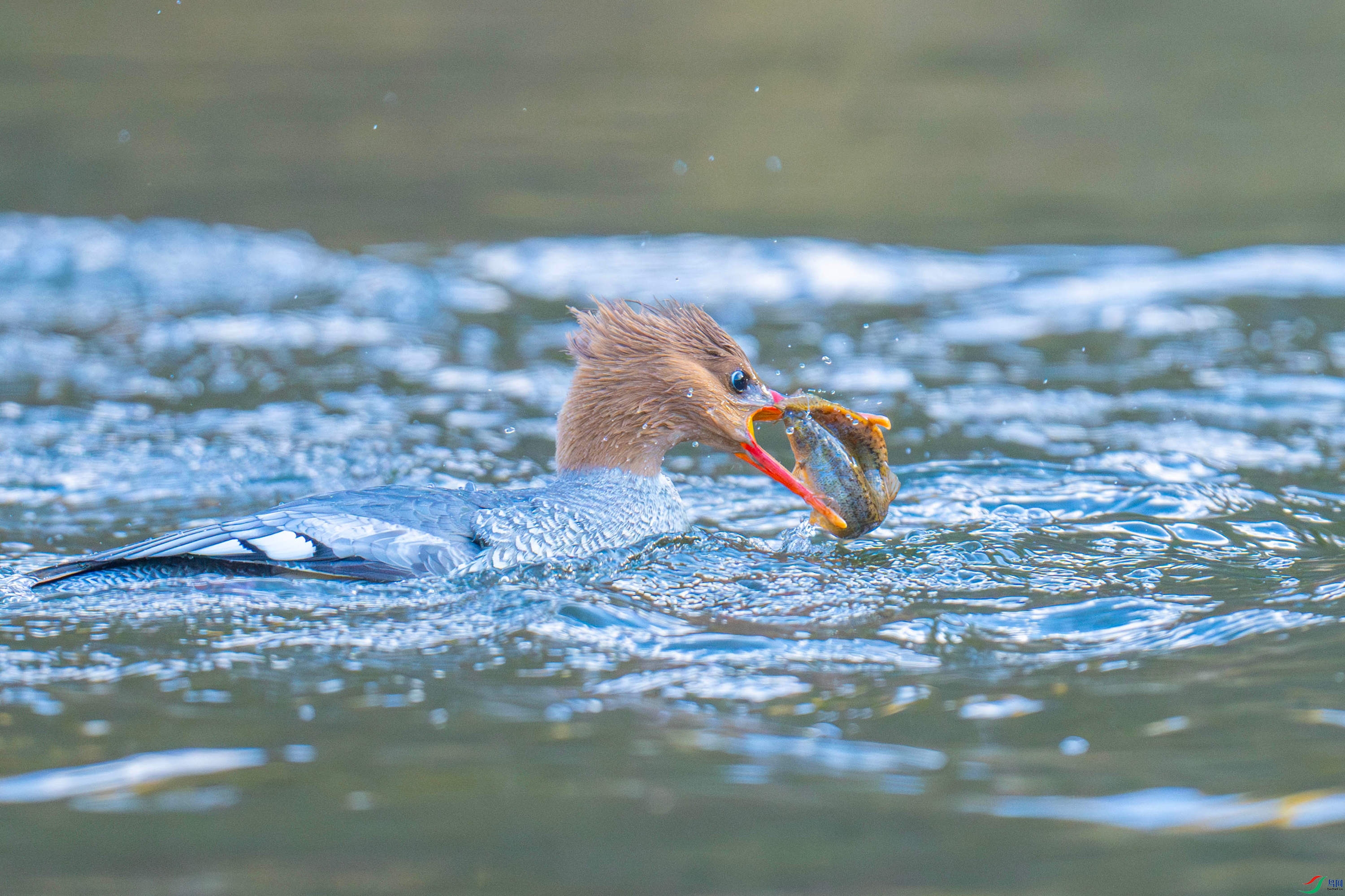 �л���ɳѼ (2).jpg