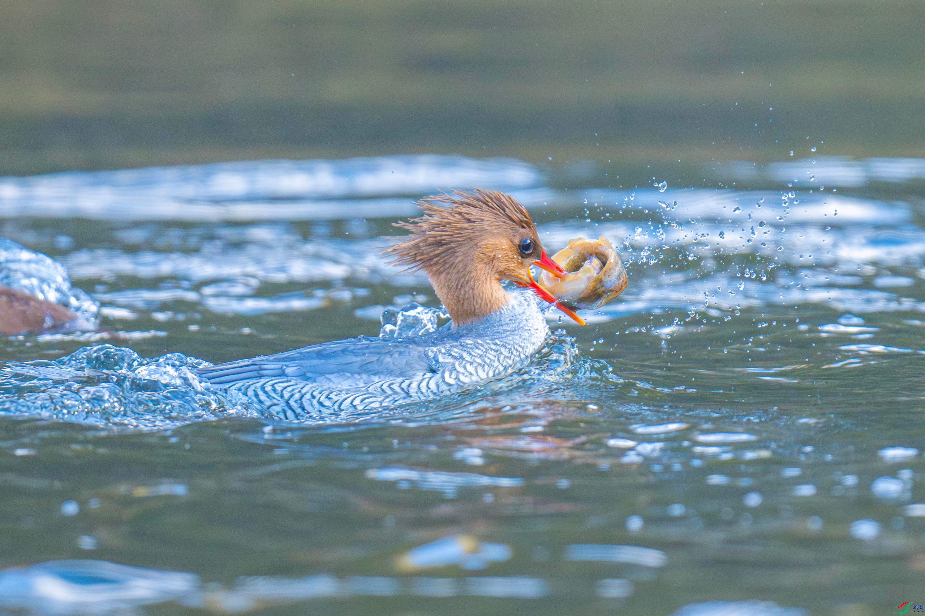 �л���ɳѼ (3).jpg