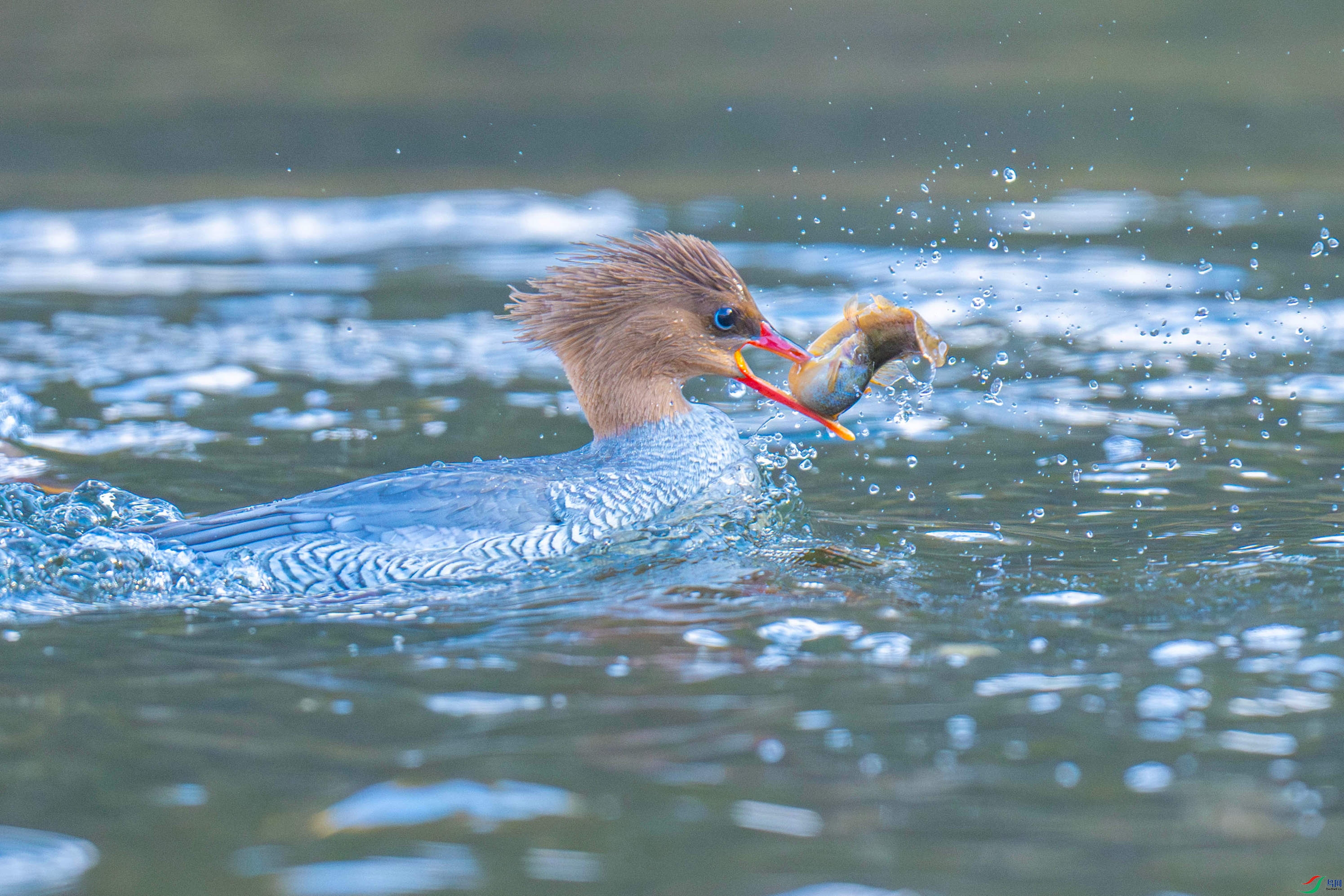 �л���ɳѼ (4).jpg