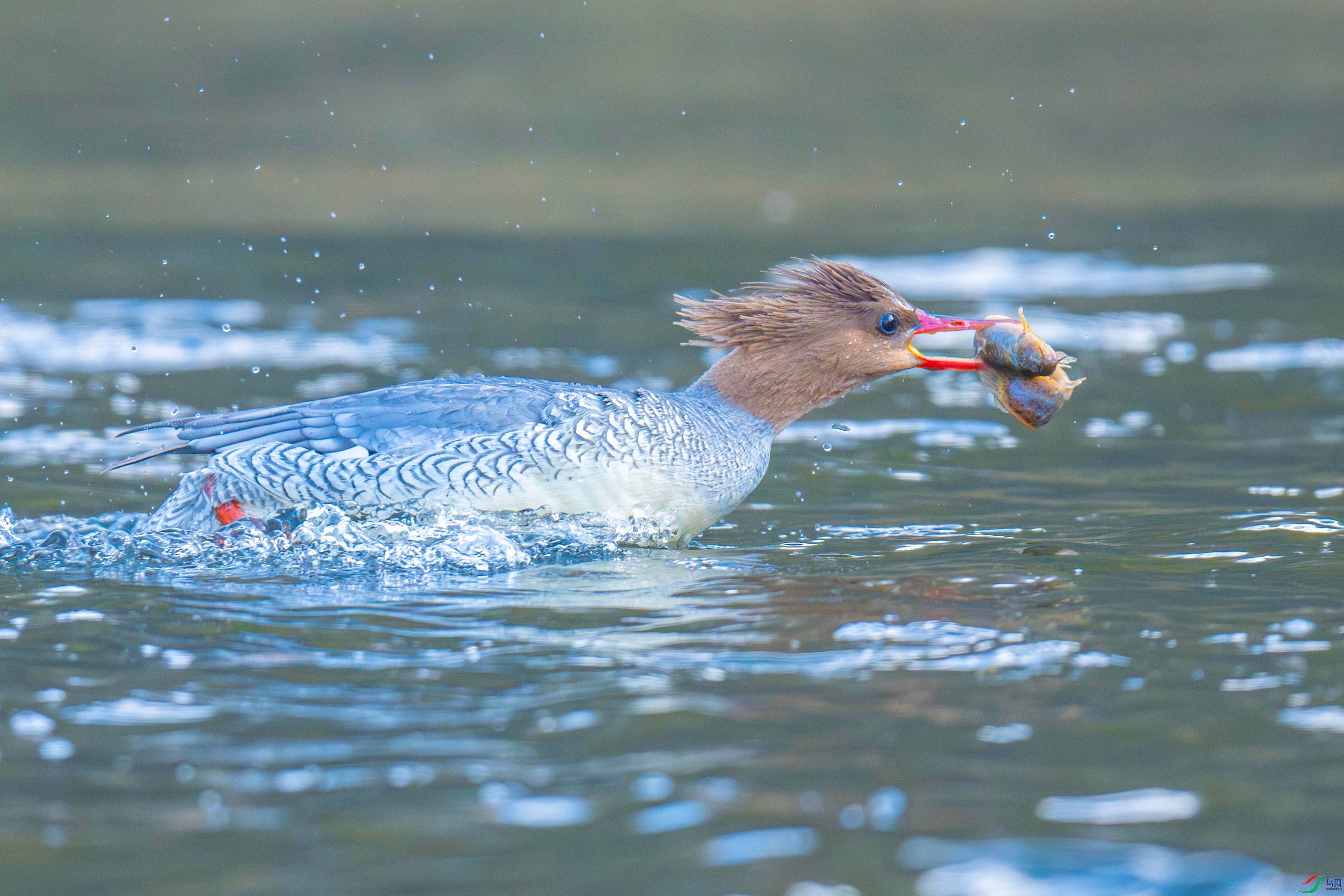 �л���ɳѼ (7).jpg