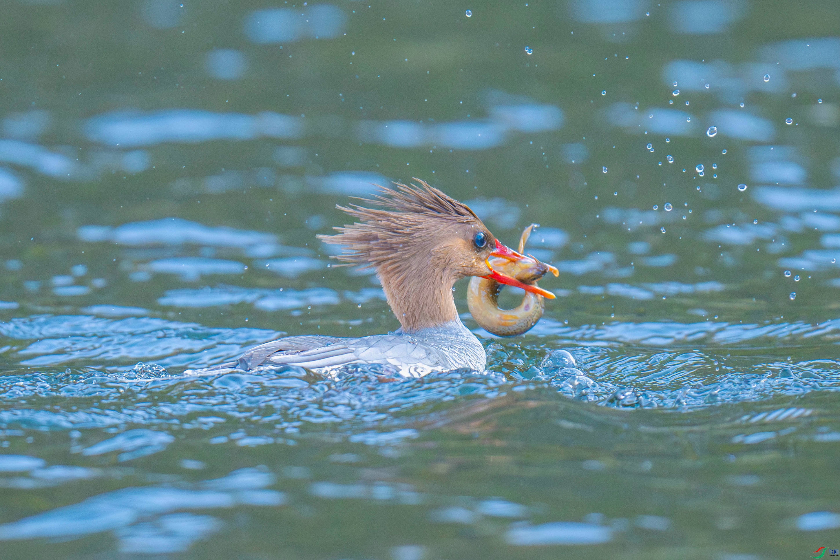 �л���ɳѼ (11).jpg