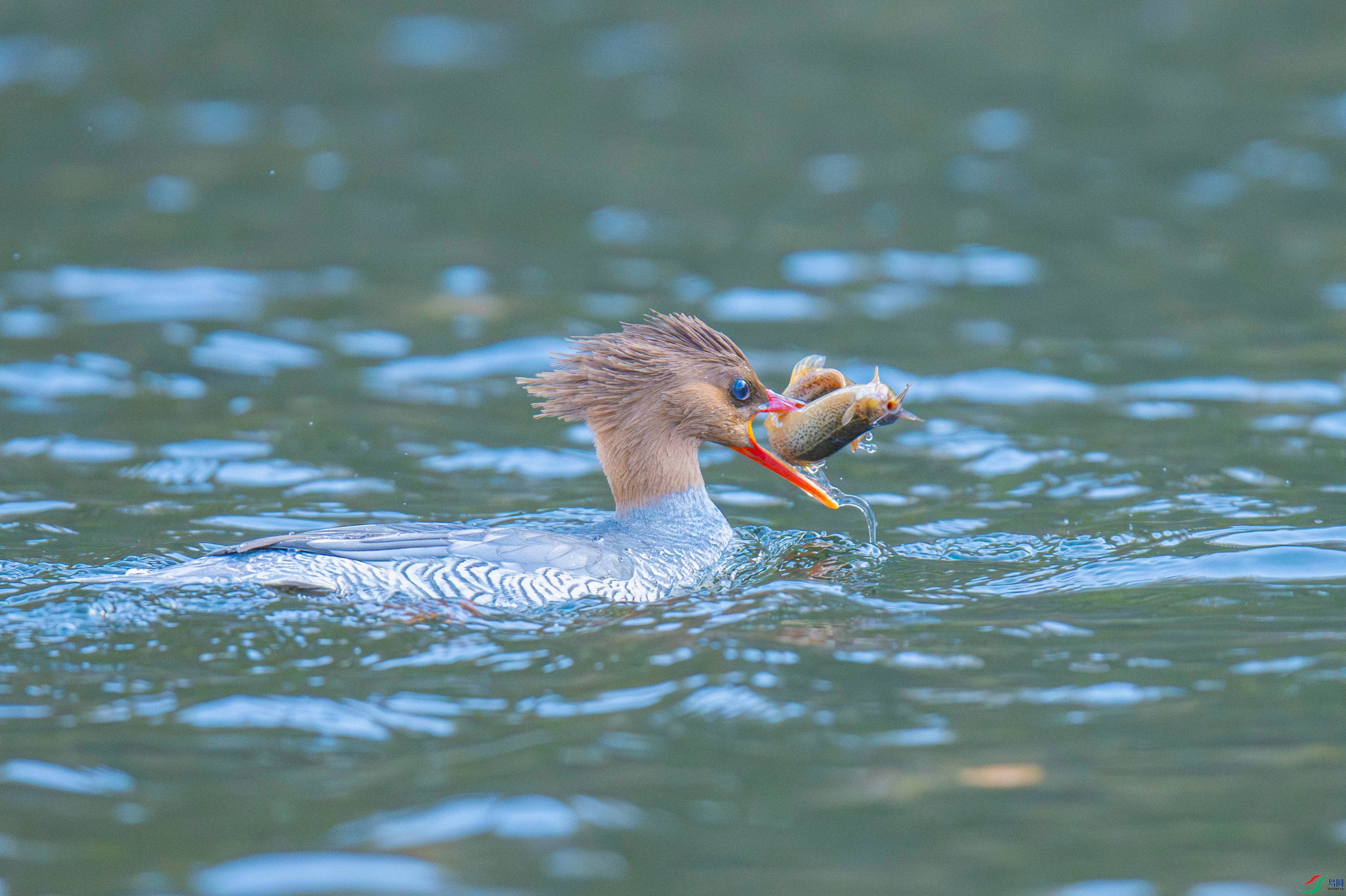 �л���ɳѼ (13).jpg